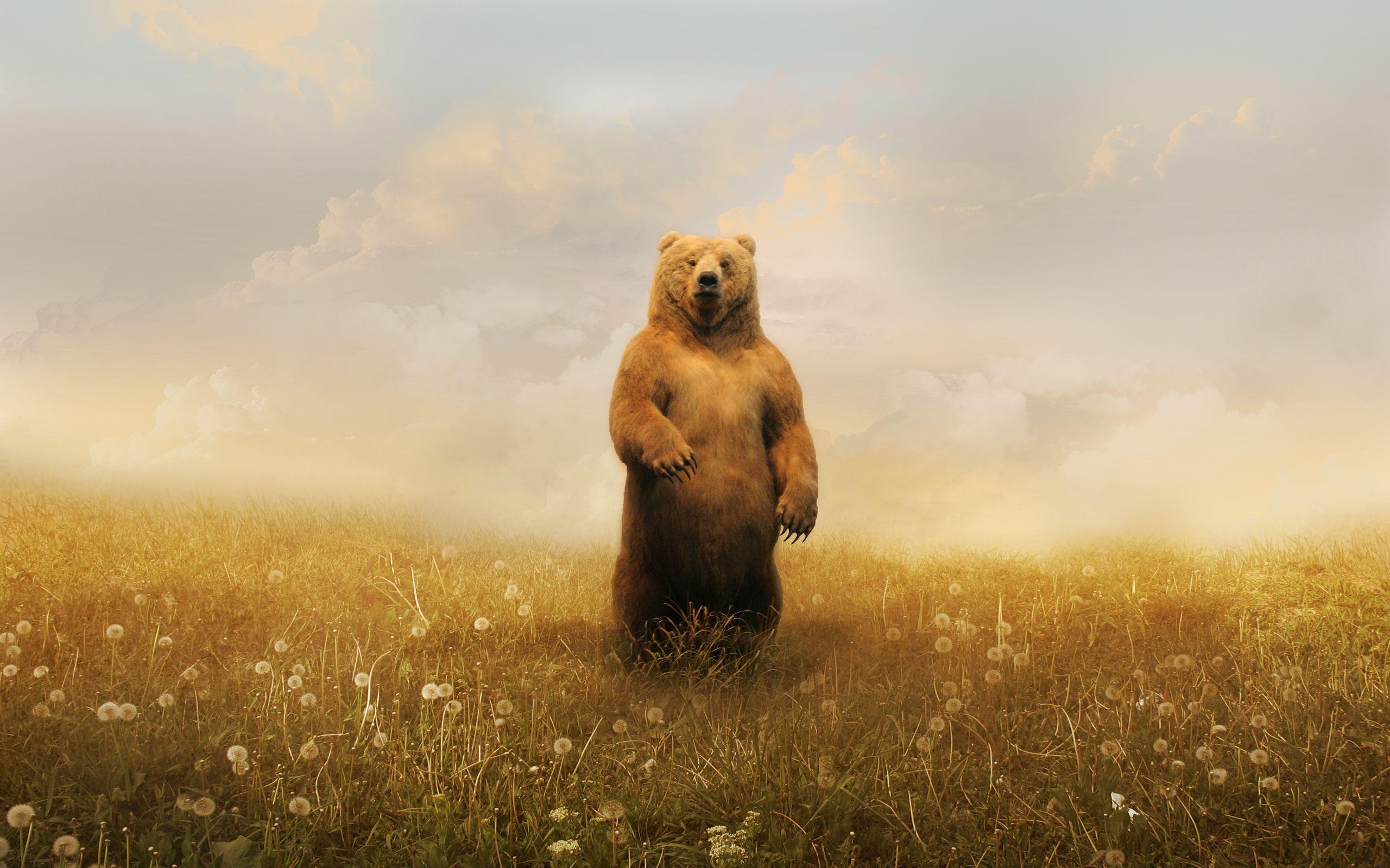 2560x1600 Bear Wallpaper, Desktop