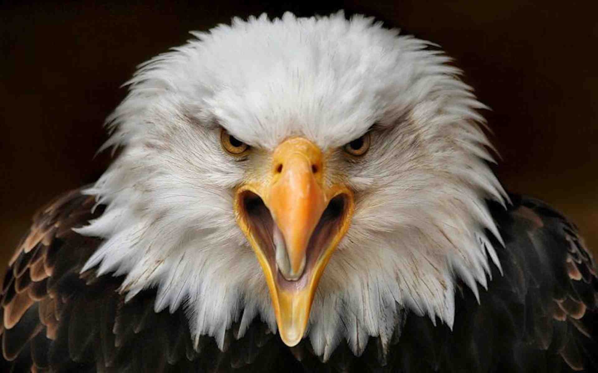 1920x1200 Eagle Eye wallpaper, Movie, HQ Eagle Eye pictureK Wallpaper 2019, Desktop