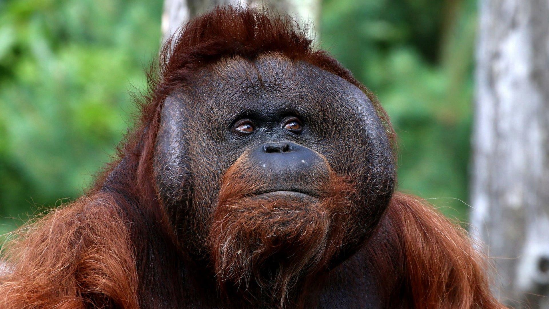 1920x1080 Bornean Orangutan HD Wallpaper. Wallpaper Studio 10, Desktop