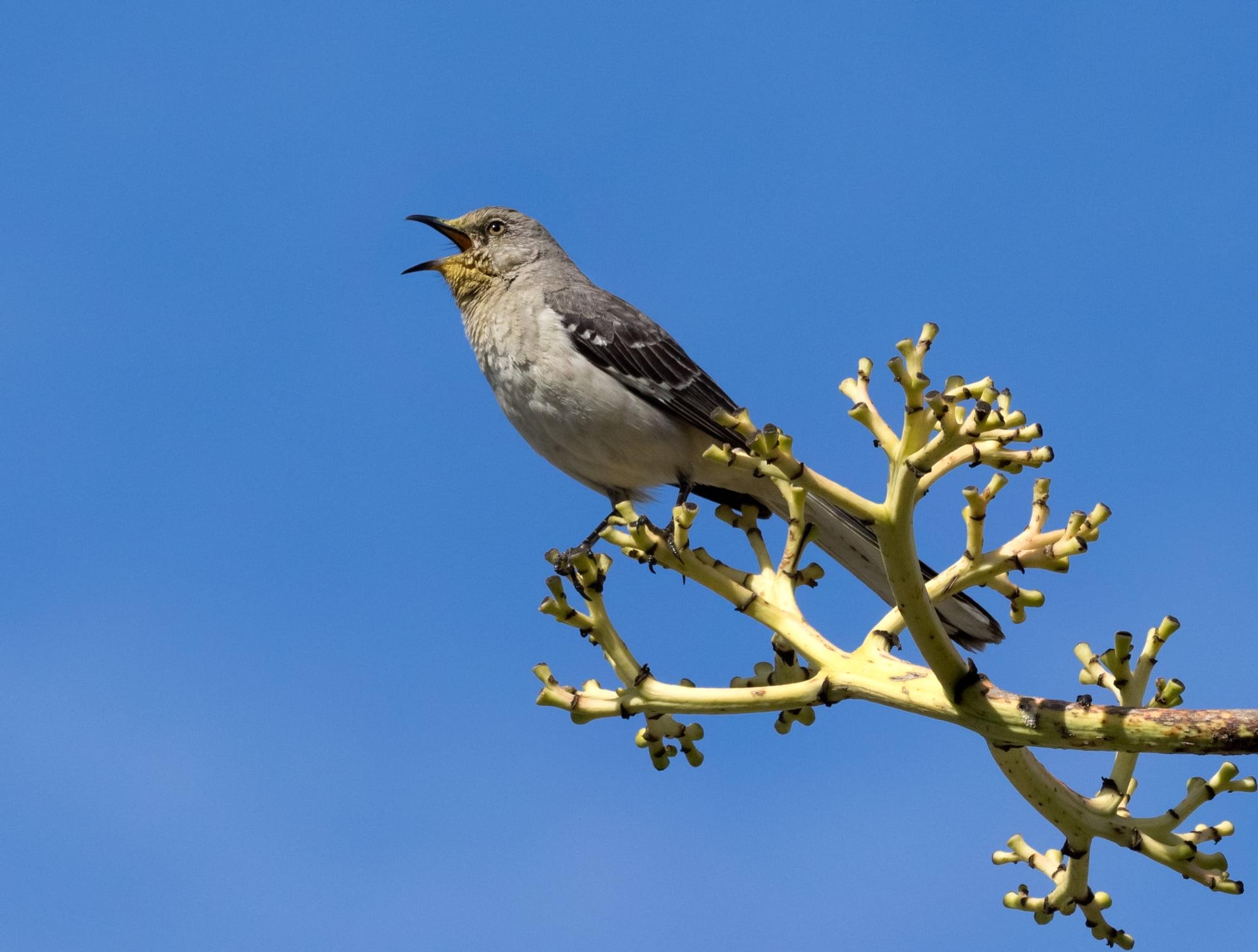 2000x1520 Grey and black bird on brown tree branch, mockingbird HD wallpaper, Desktop