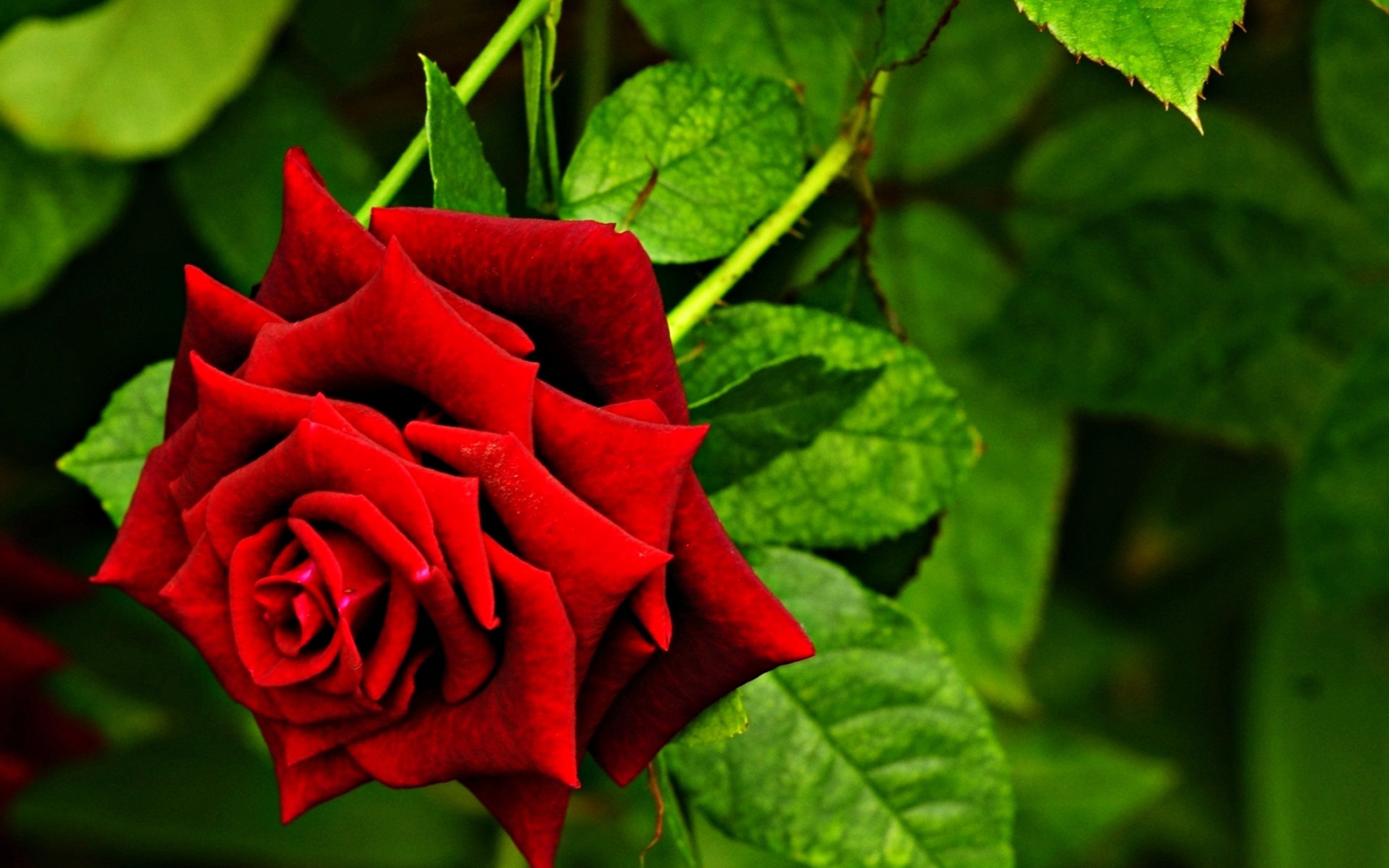 3840x2400 Red Rose 4k HD, Desktop