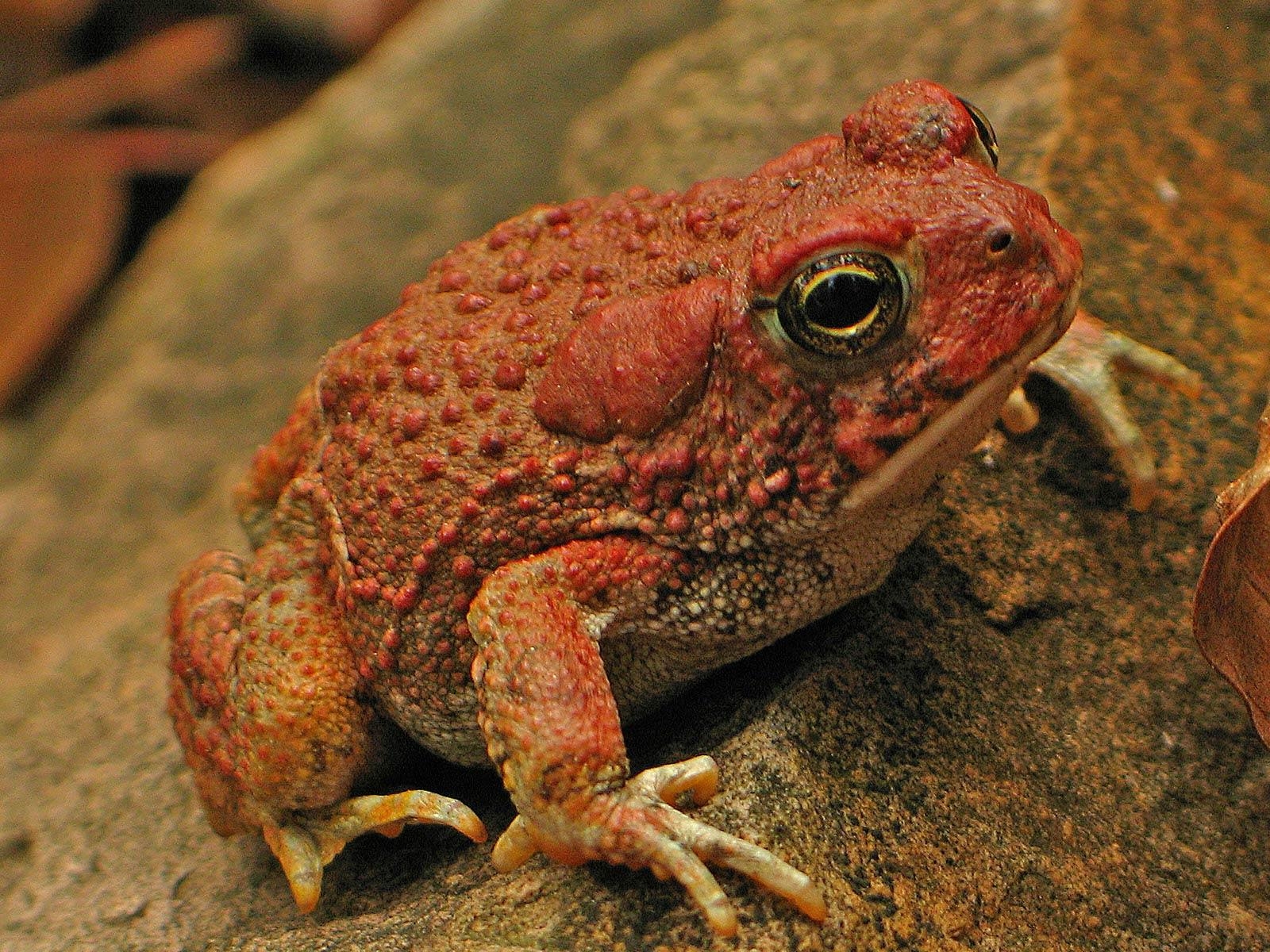 1600x1200 Toad Wallpaper. Toad Mario, Desktop