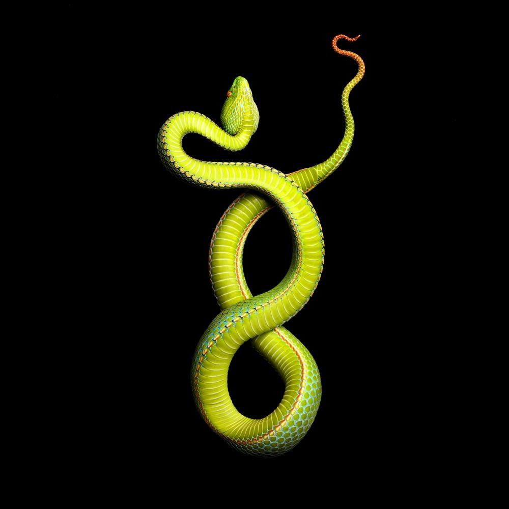 1000x1000 Vivid Snake Photo Come at a Cost, Phone