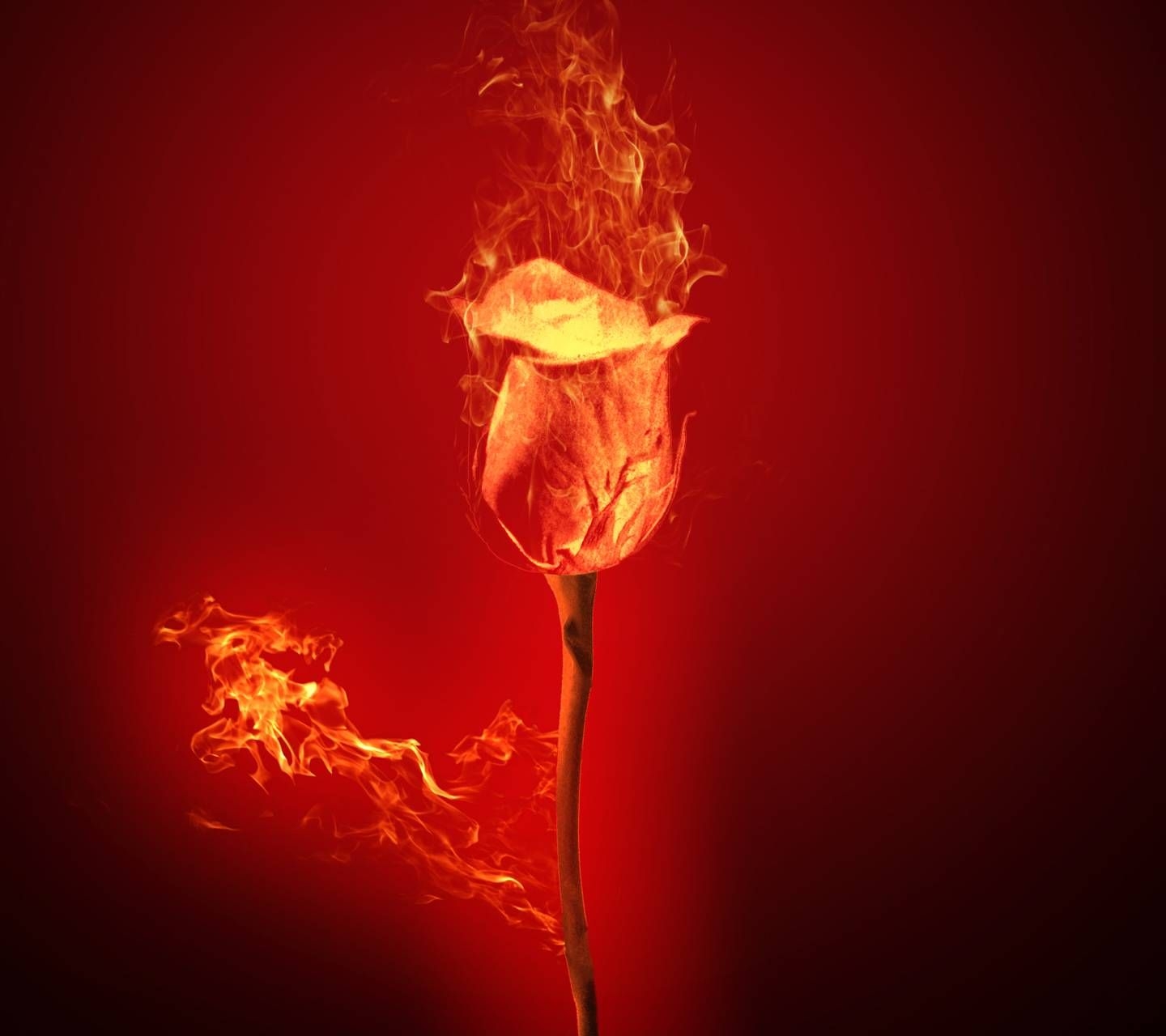 1440x1280 fire rose wallpaper, Desktop