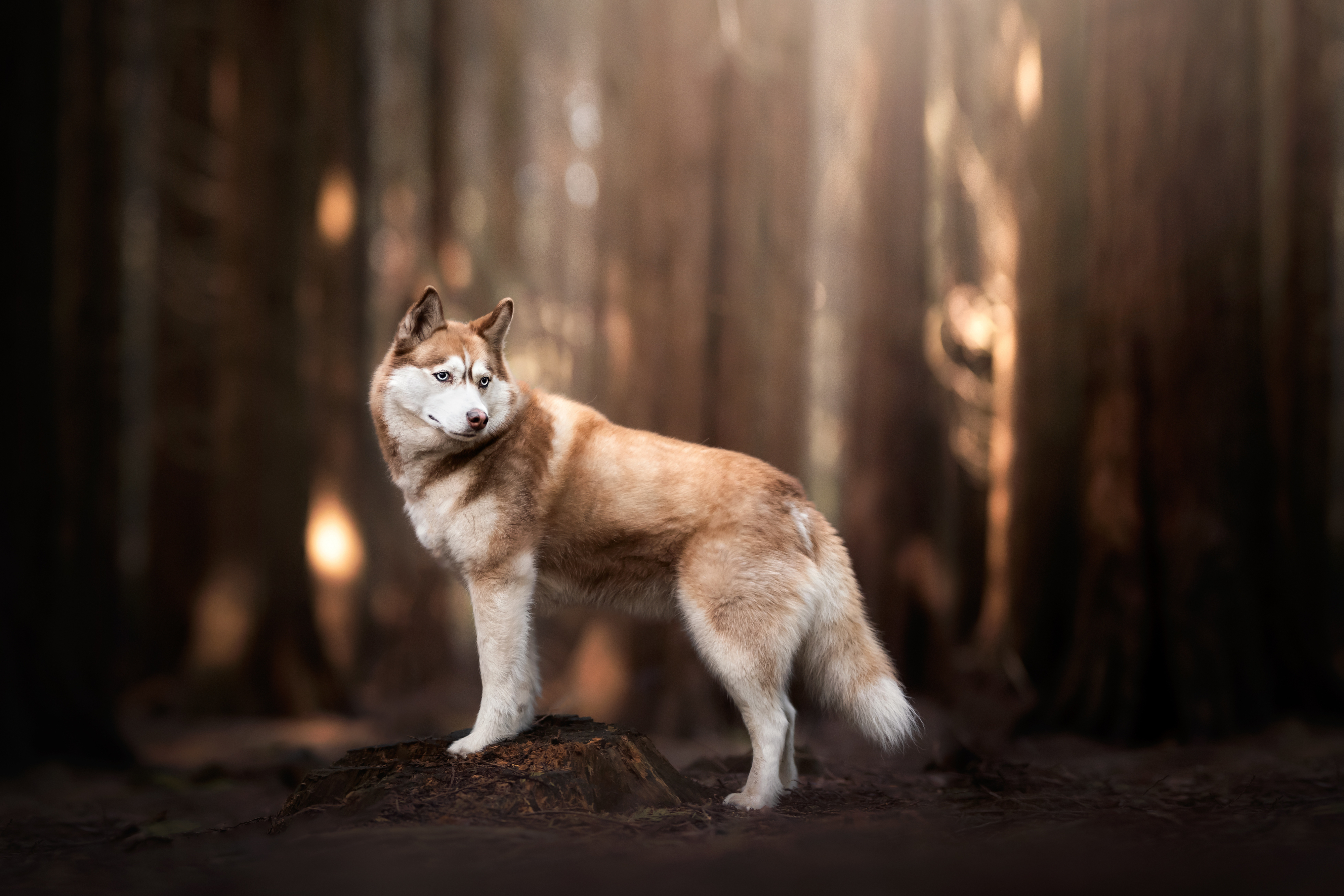 4000x2670 4K Husky Wallpaper and Background Image, Desktop