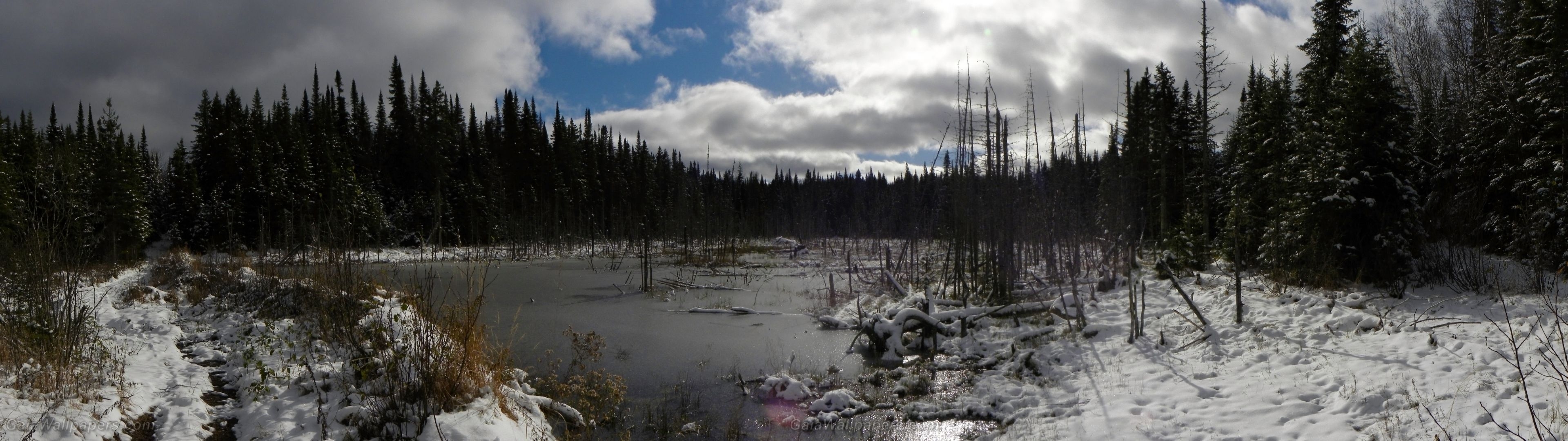 3840x1080 Frozen swamp in the forest wallpaper  Desktop Wallpaper, Dual Screen