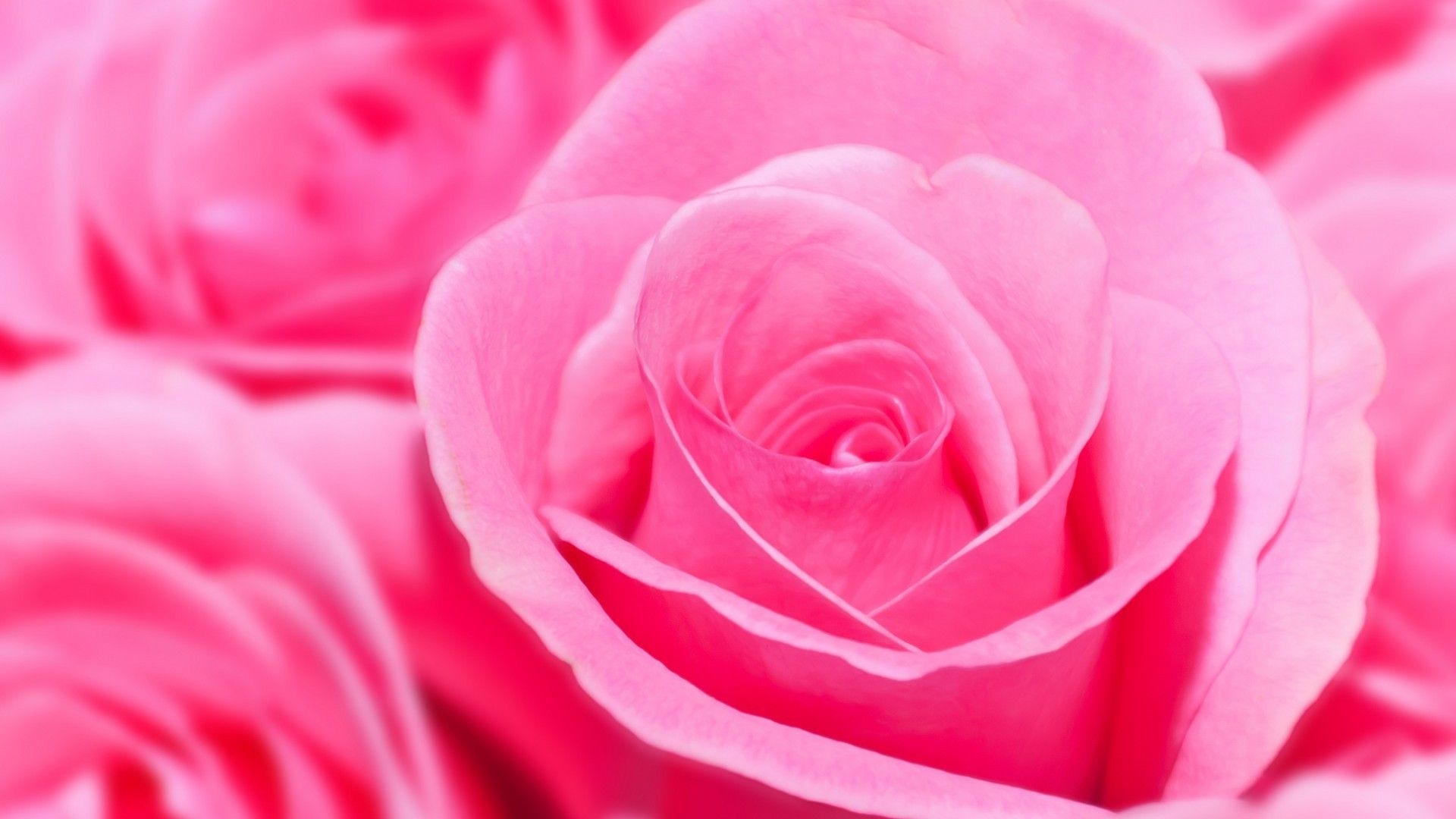 1920x1080 Pink Rose HD Desktop Wallpaper 35004, Desktop