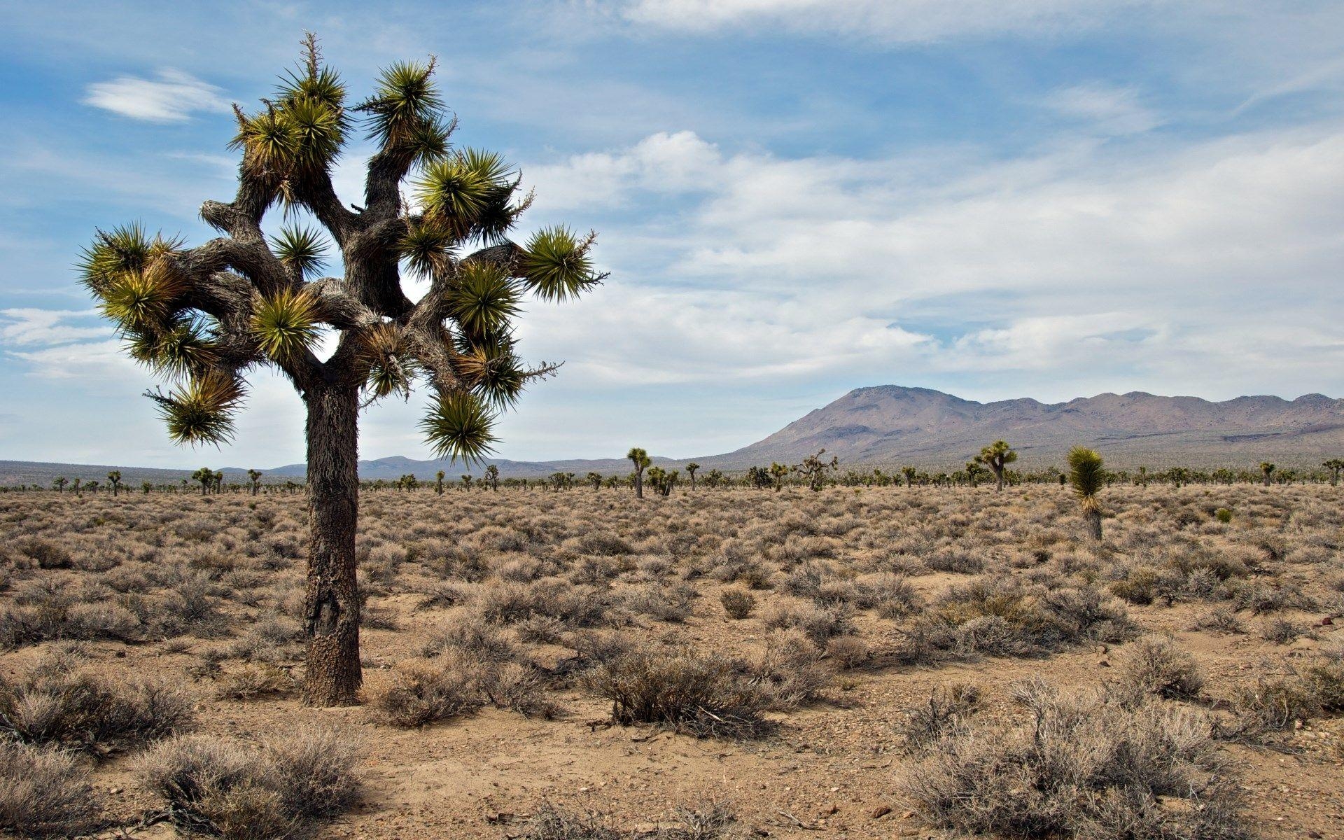 1920x1200 windows wallpaper joshua tree national park (Arch Allford ), Desktop