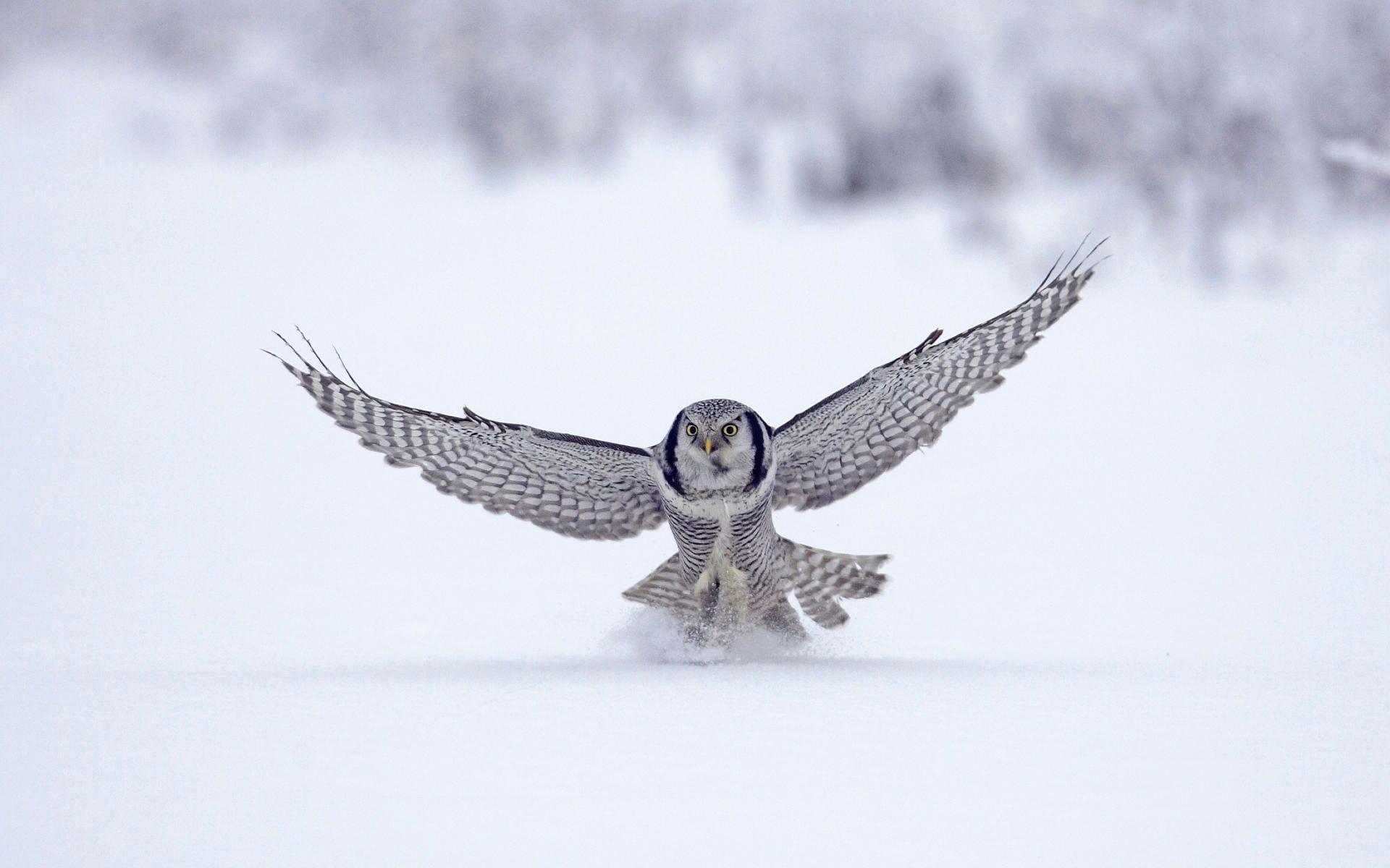 1920x1200 Northern Hawk Finland Wallpaper, Desktop