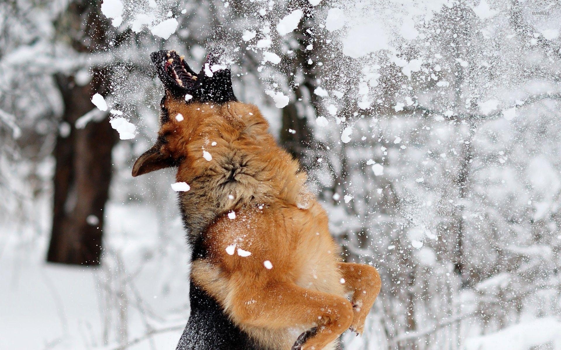 1920x1200 Happy german shepherd in the snow wallpaper wallpaper, Desktop