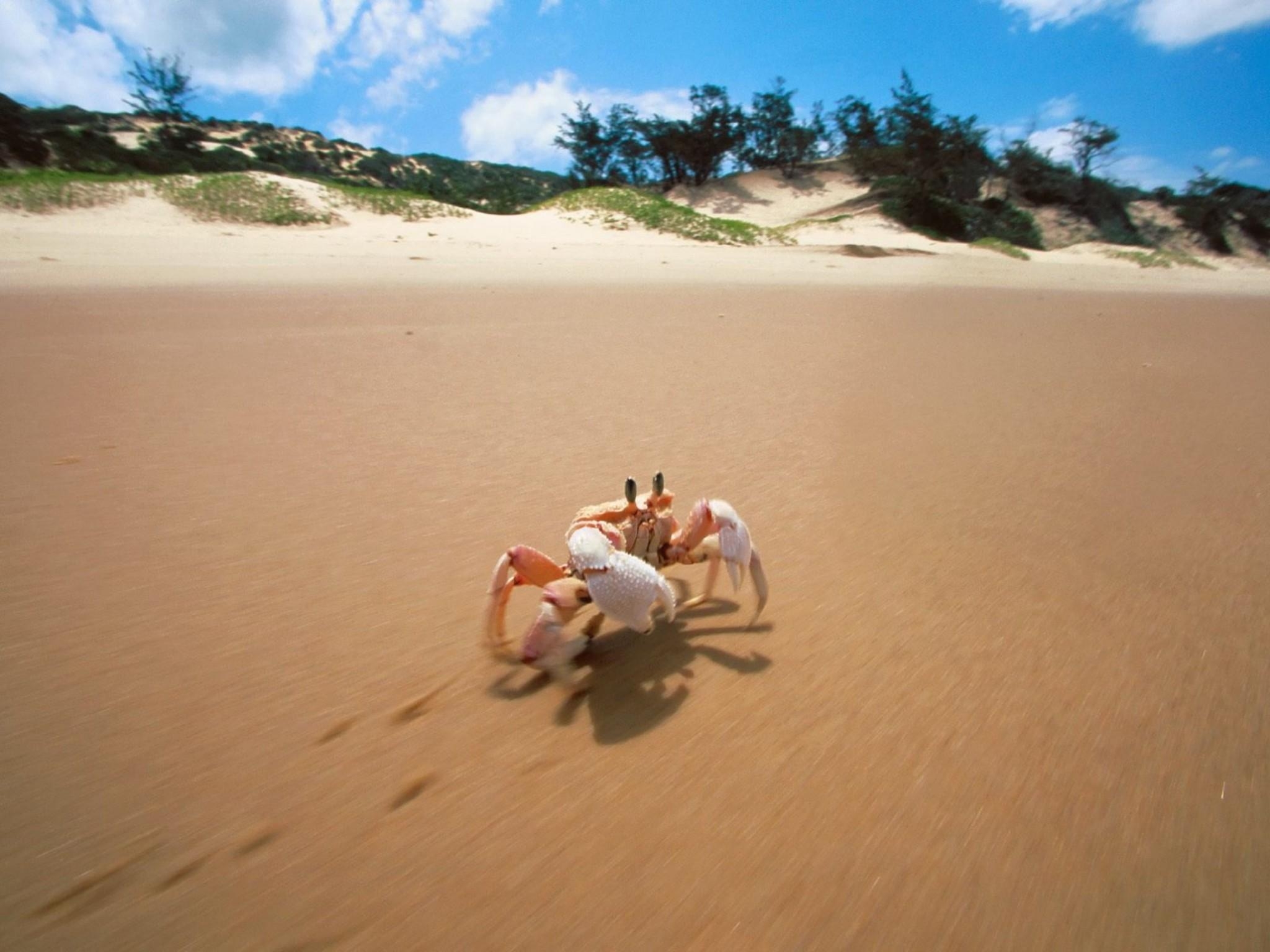 2050x1540 Crab Bazaruto Island Mozambique Wallpaper, Desktop