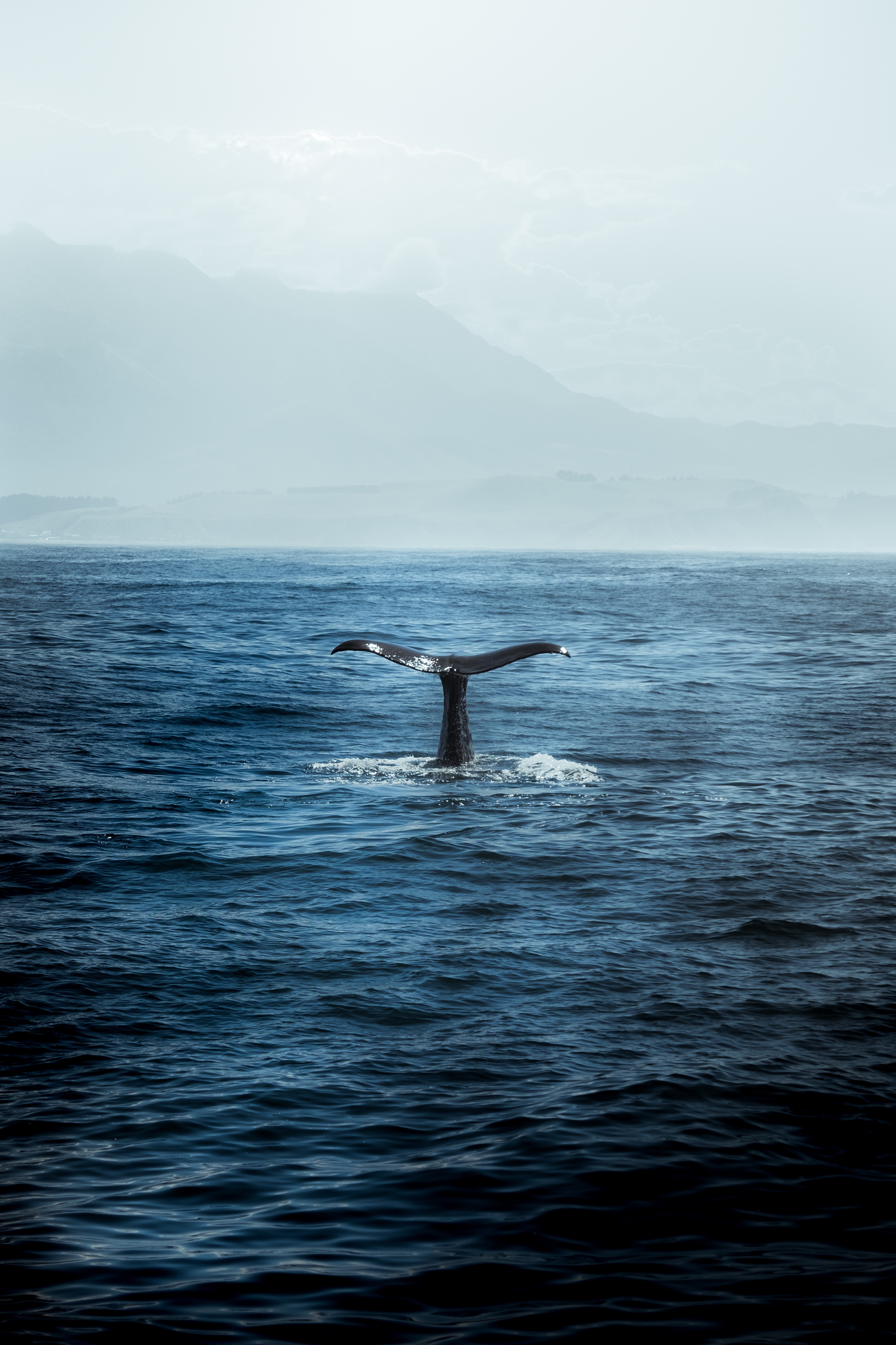 3070x4610 Download Whale wallpaper for mobile phone, free Whale HD picture, Phone