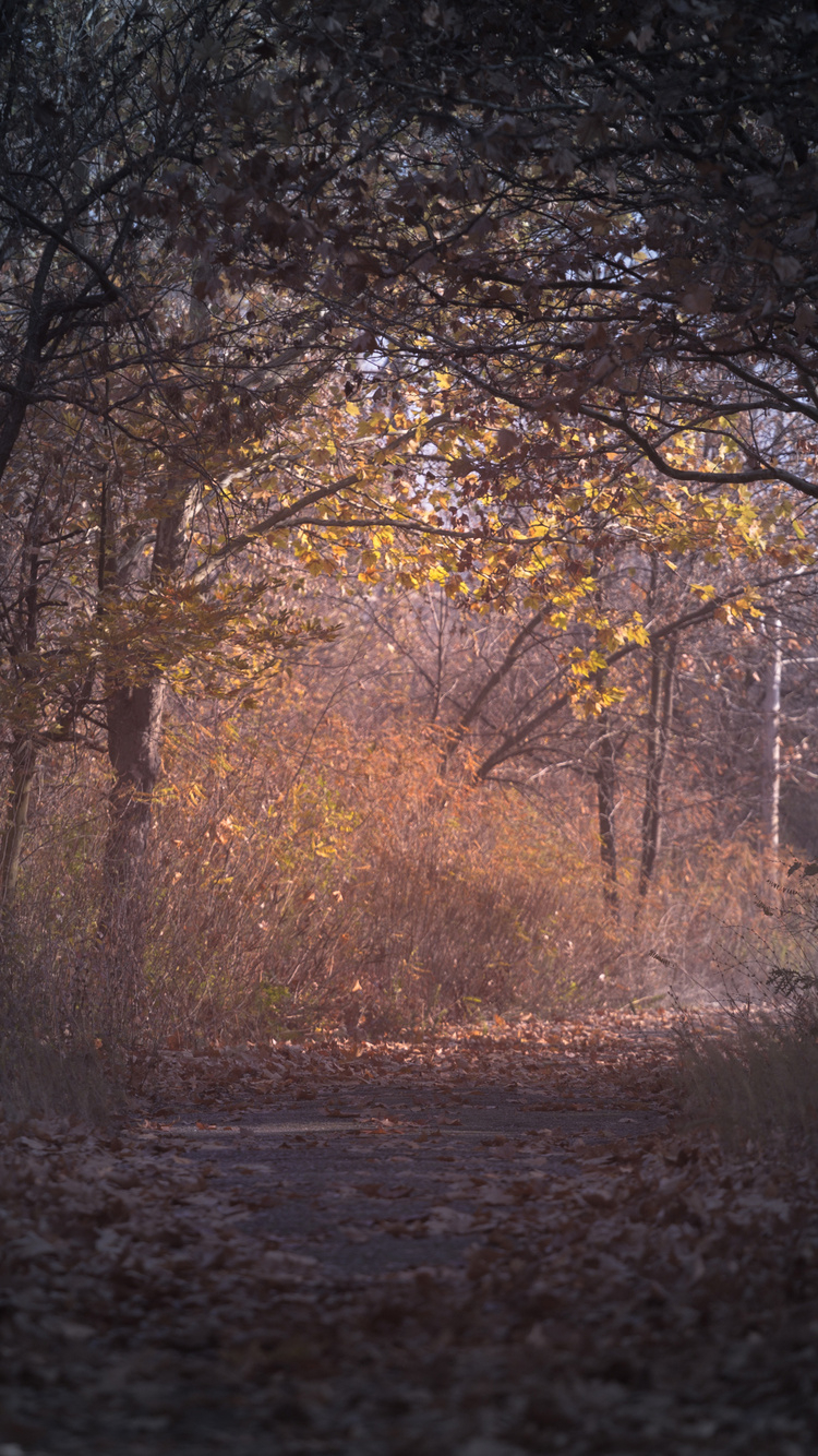 750x1340 Trees Branch Pathway Dark Autumn Forest Backlit iPhone iPhone 6S, iPhone 7 HD 4k Wallpaper, Image, Background, Photo and Picture, Phone