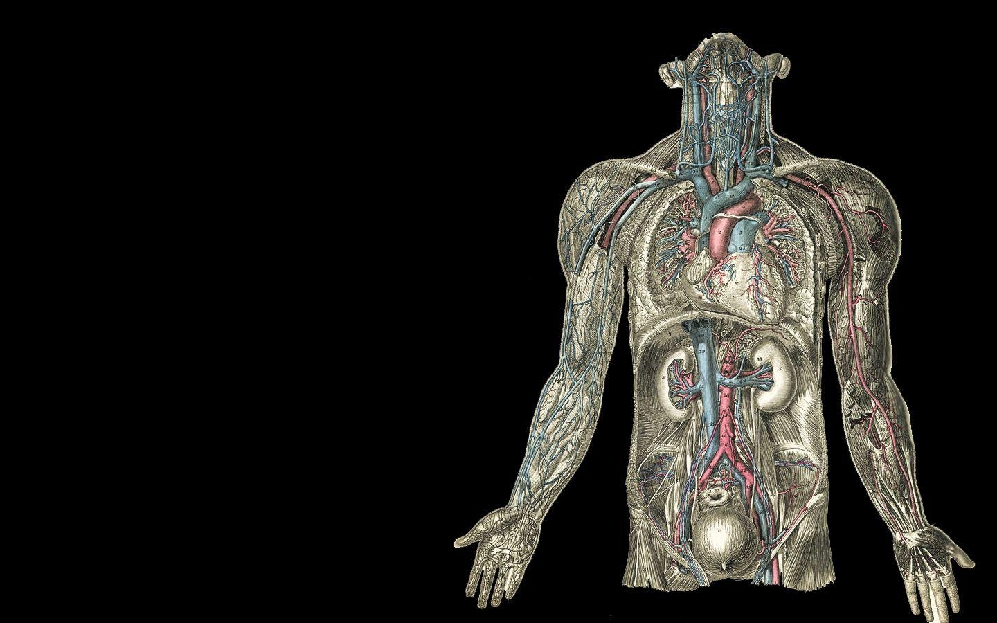 1440x900 Anatomy Wallpaper, High Quality Anatomy Background IUL, Desktop