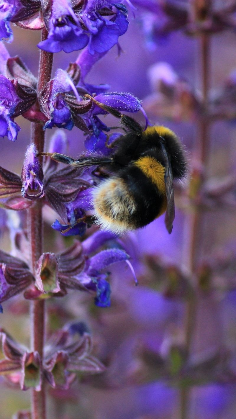 800x1420 Download wallpaper  bumble bee, Phone