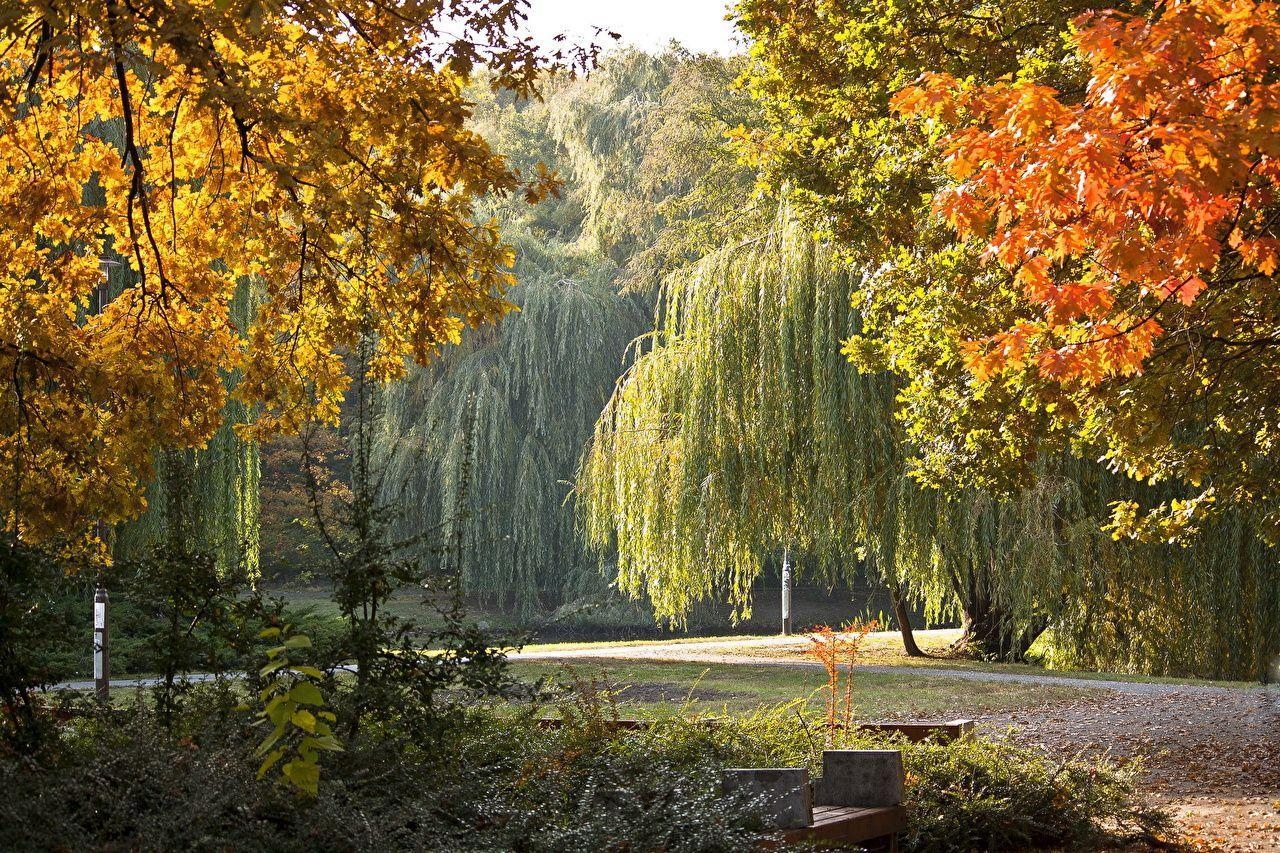 1280x860 Wallpaper Leaf Hungary Debrecen Nature Autumn Parks Scenery, Desktop