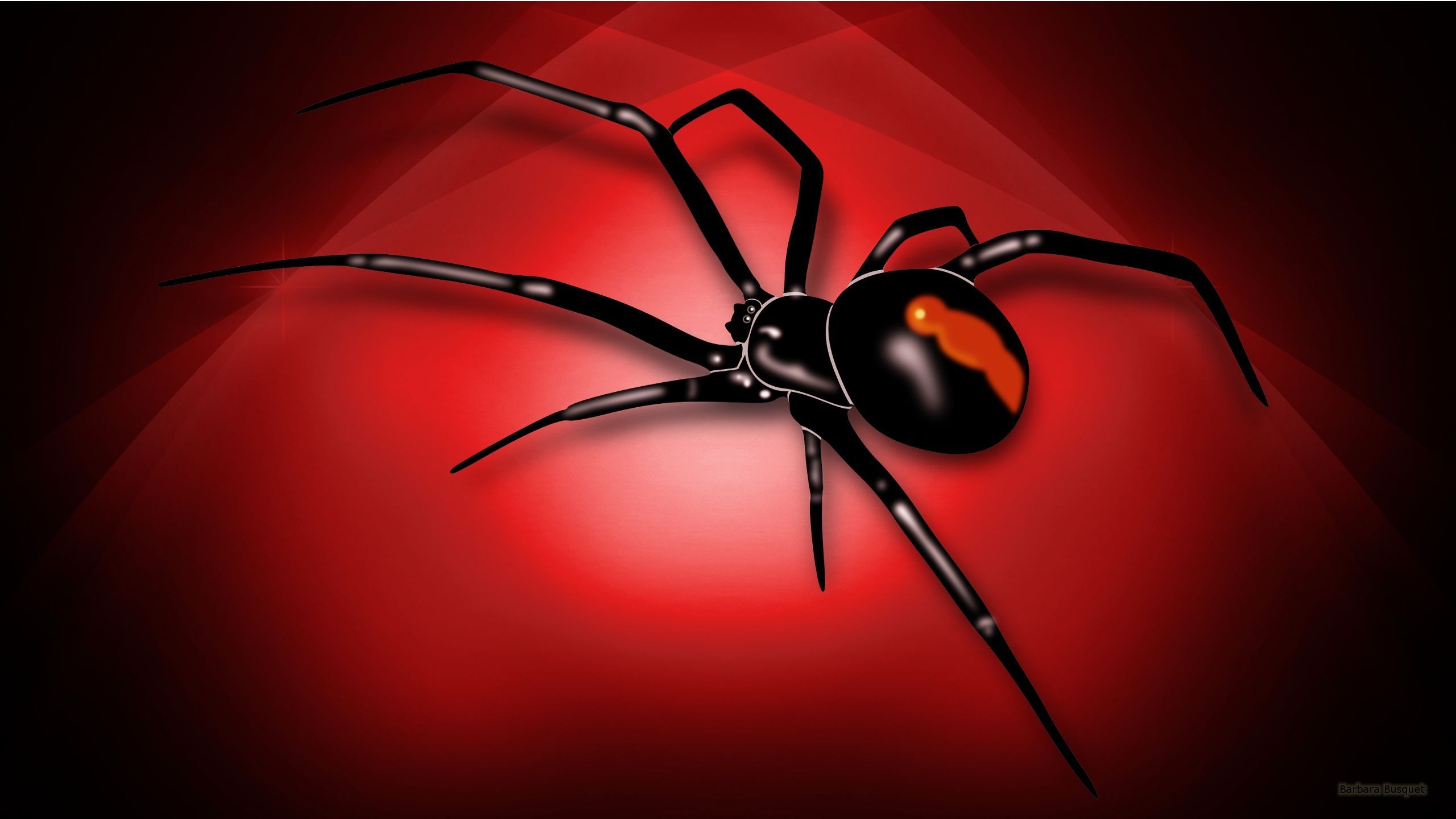 2560x1440 Realistic Spider Wallpaper Free Realistic Spider Background, Desktop