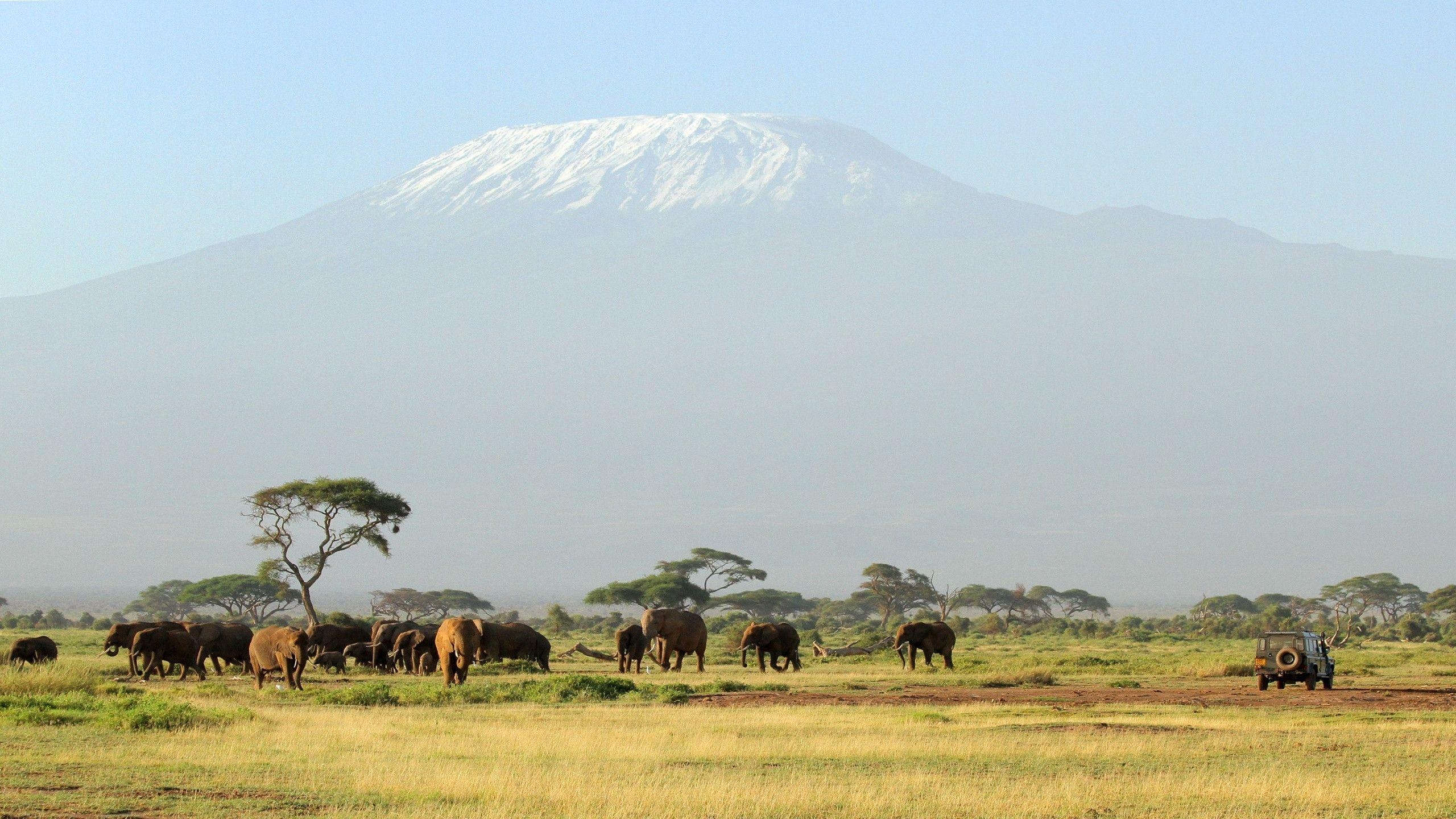 2560x1440 HD Kilimanjaro Safari Wallpaper, Desktop