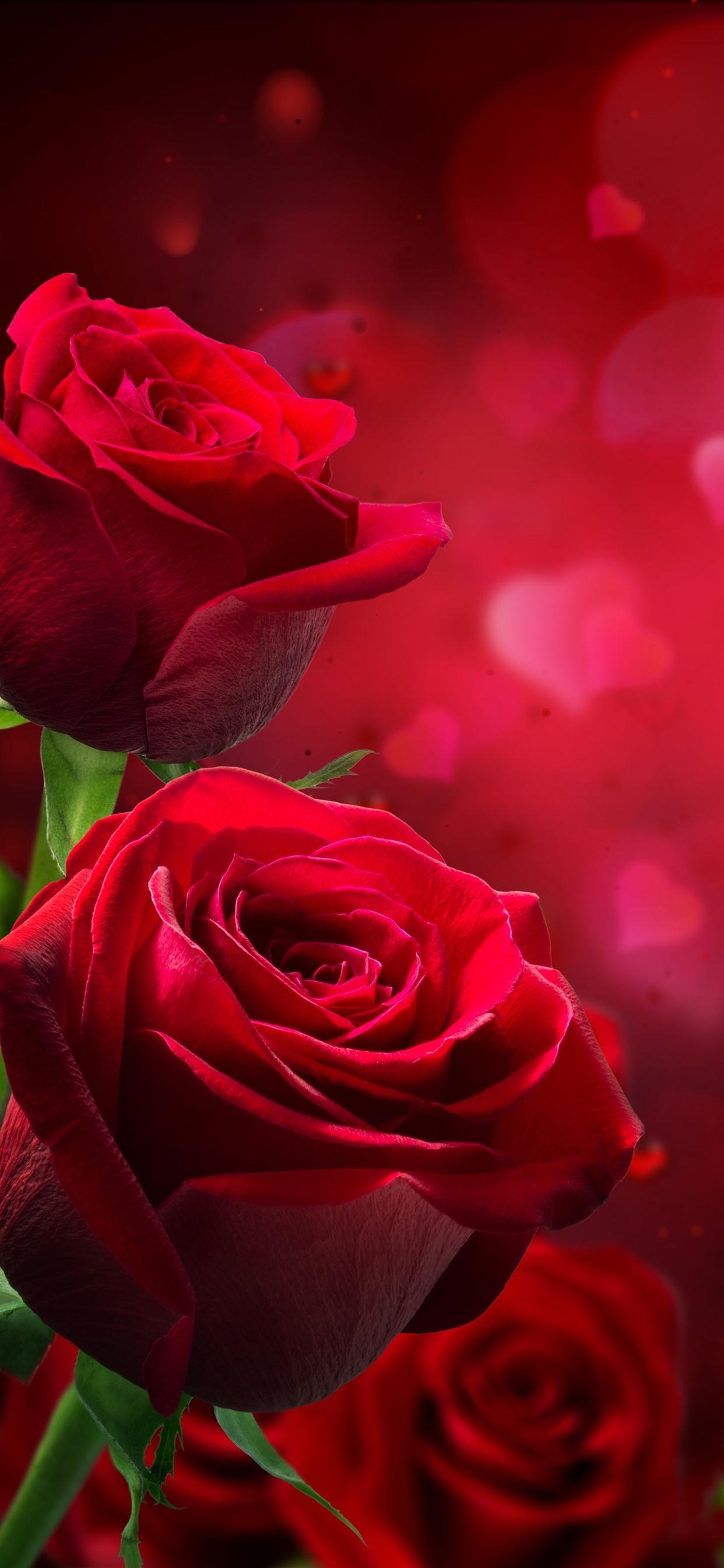 1250x2690 Red roses, love hearts, hazy, romantic  iPhone XS, Phone