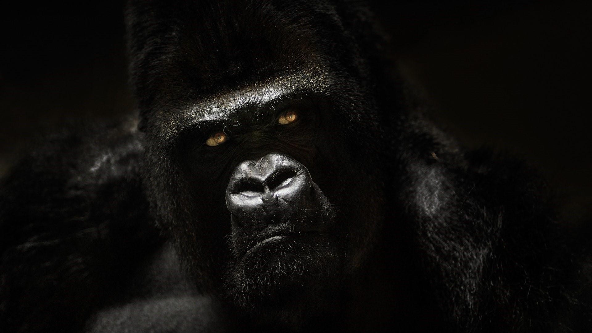 1920x1080 Gorilla Wallpaper 18 X 1080, Desktop