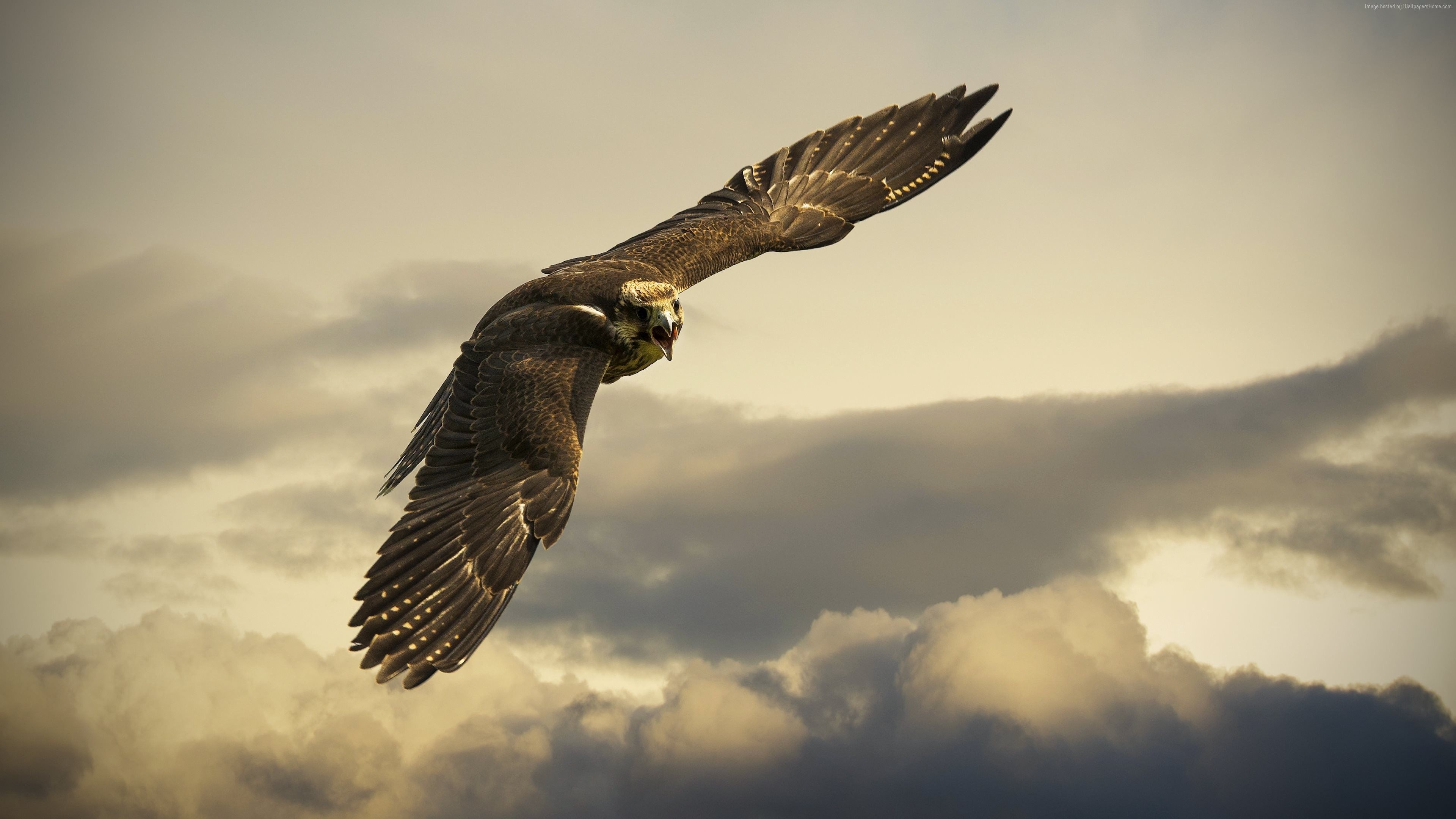 3840x2160 Wallpaper Hawk, 4k, HD wallpaper, sky, clouds, fly, gray, Animals, Desktop