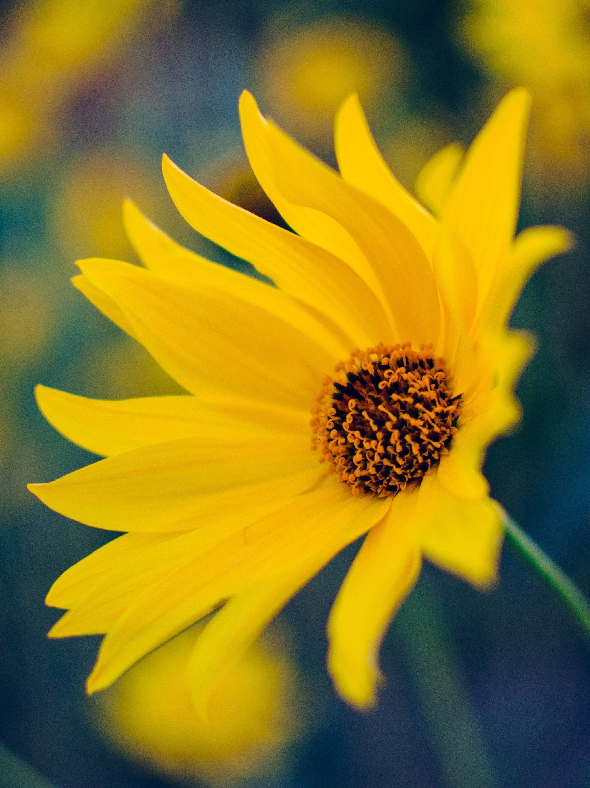 2050x2740 Yellow Flower Wallpaper, Android & Desktop Background, Phone