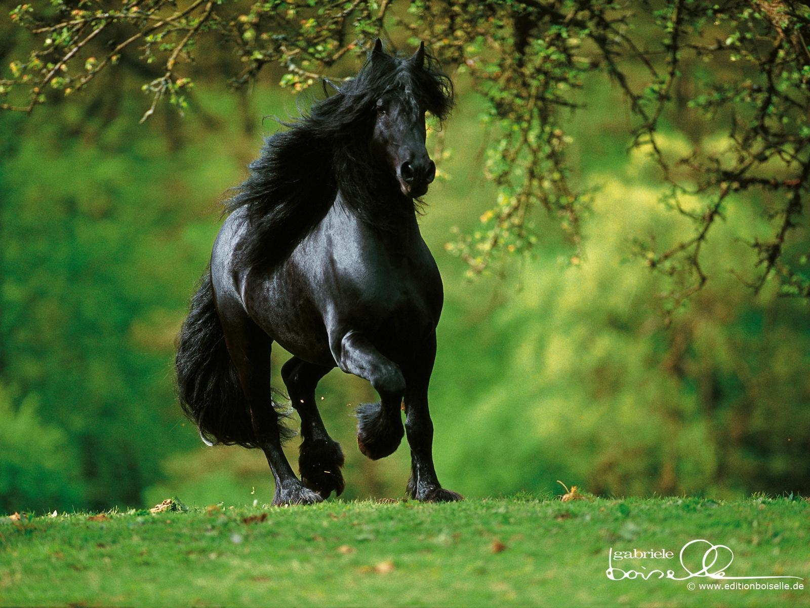 1600x1200 Foal Wallpaper. Foal Wallpaper, Horse Foal Background and Foal Desktop Background, Desktop