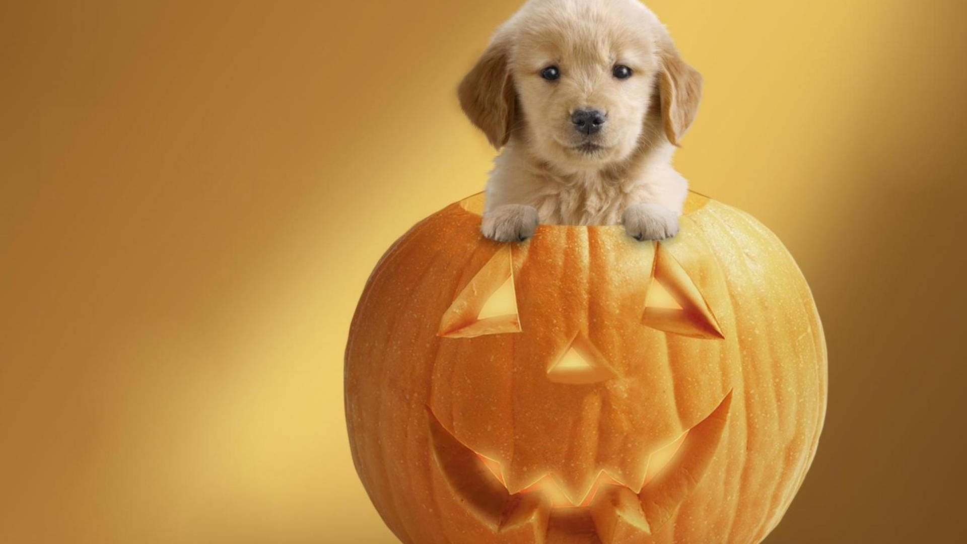 1920x1080 Download Halloween Aesthetic Cute Puppy Wallpaper, Desktop