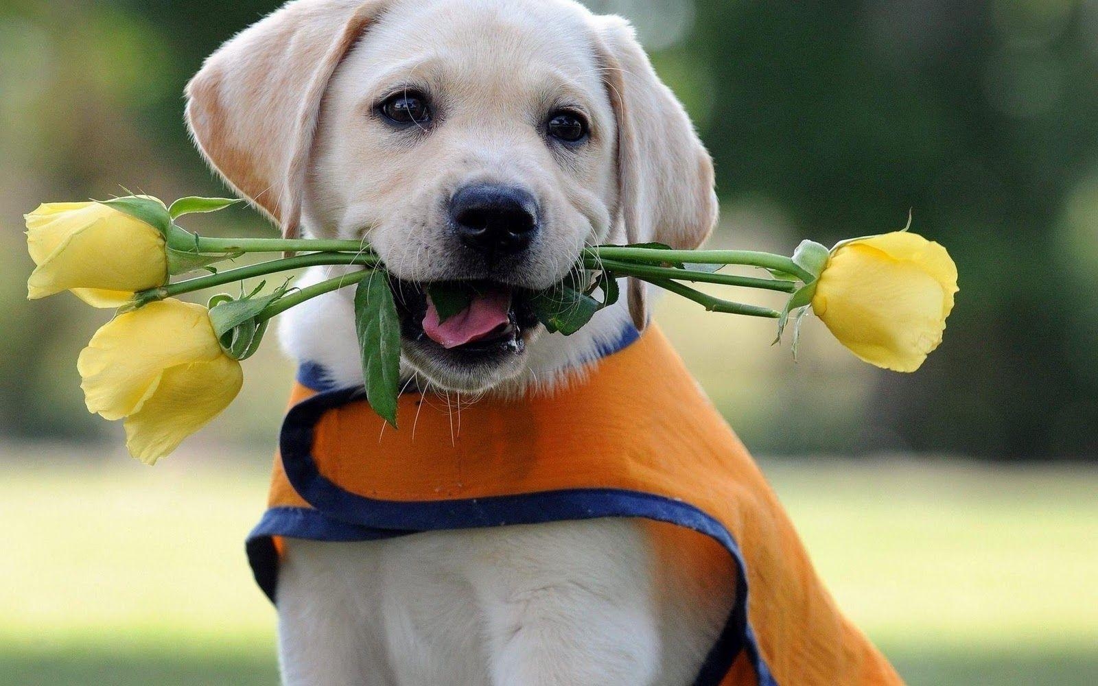 1600x1000 Labrador Puppy HD Wallpaper Love Wallpaper Romantic Wallpaper, Desktop