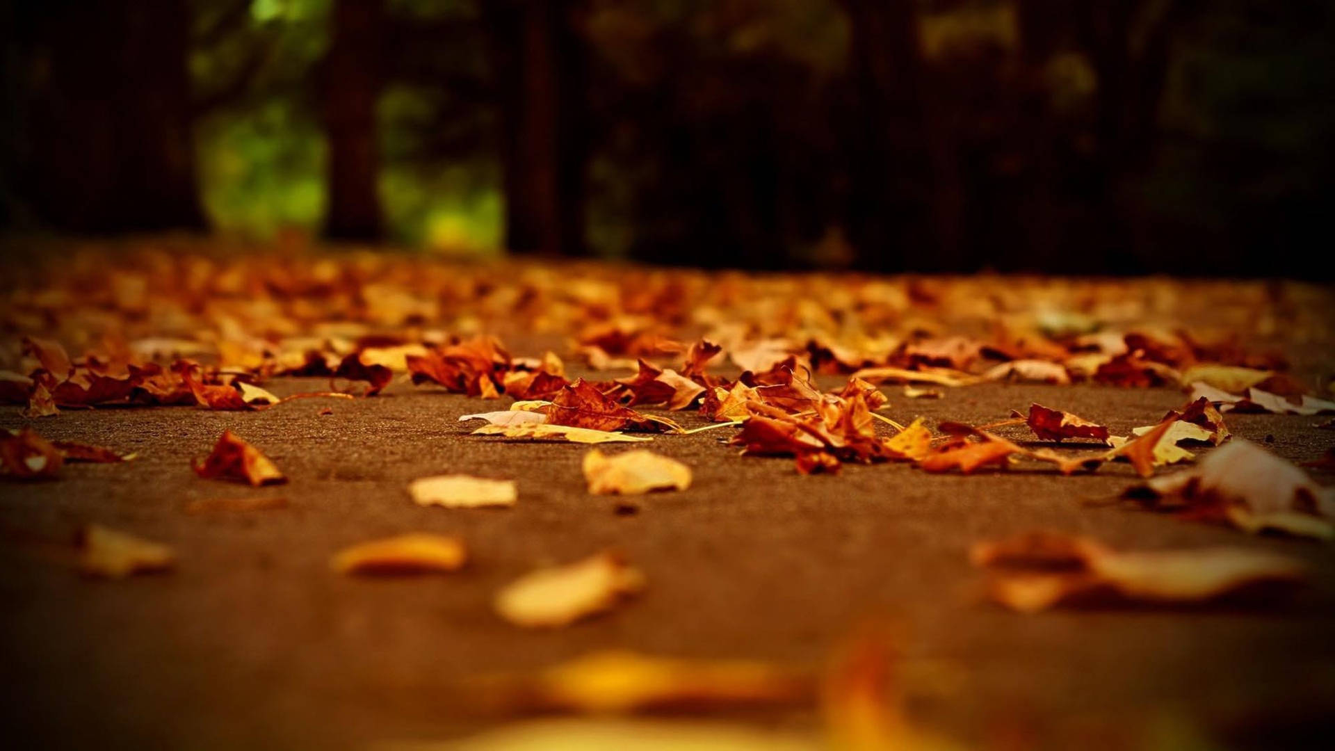 1920x1080 Download Fall Aesthetic Dried Foliage Wallpaper, Desktop