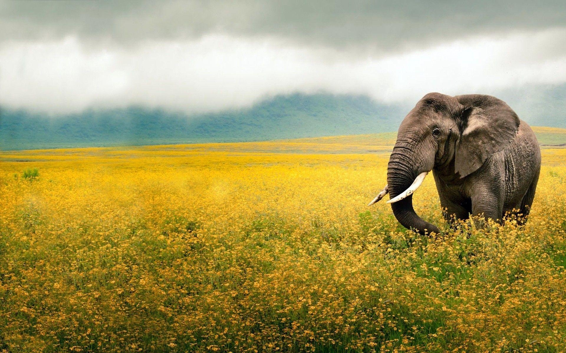 1920x1200 Elephant Yellow Field Tanzania wallpaper. Elephant Yellow Field, Desktop