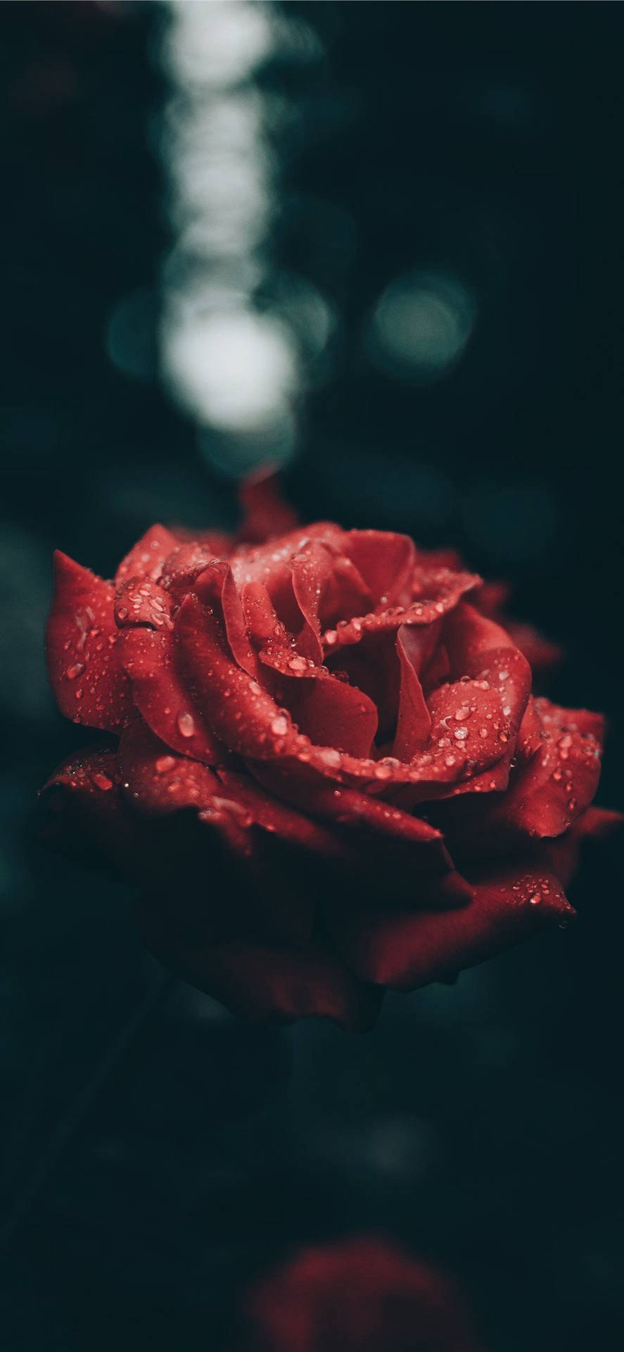 890x1920 Aesthetic Red Rose For IPhone Wallpaper, Phone