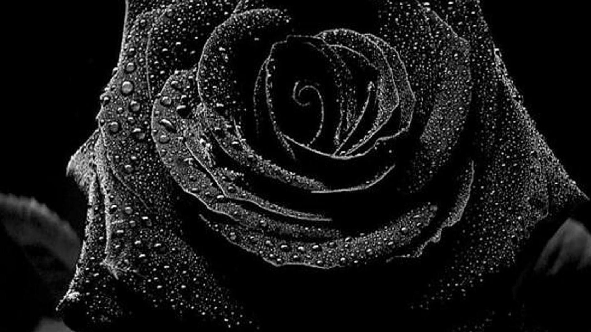 1920x1080 Black Roses Wallpaper, Desktop