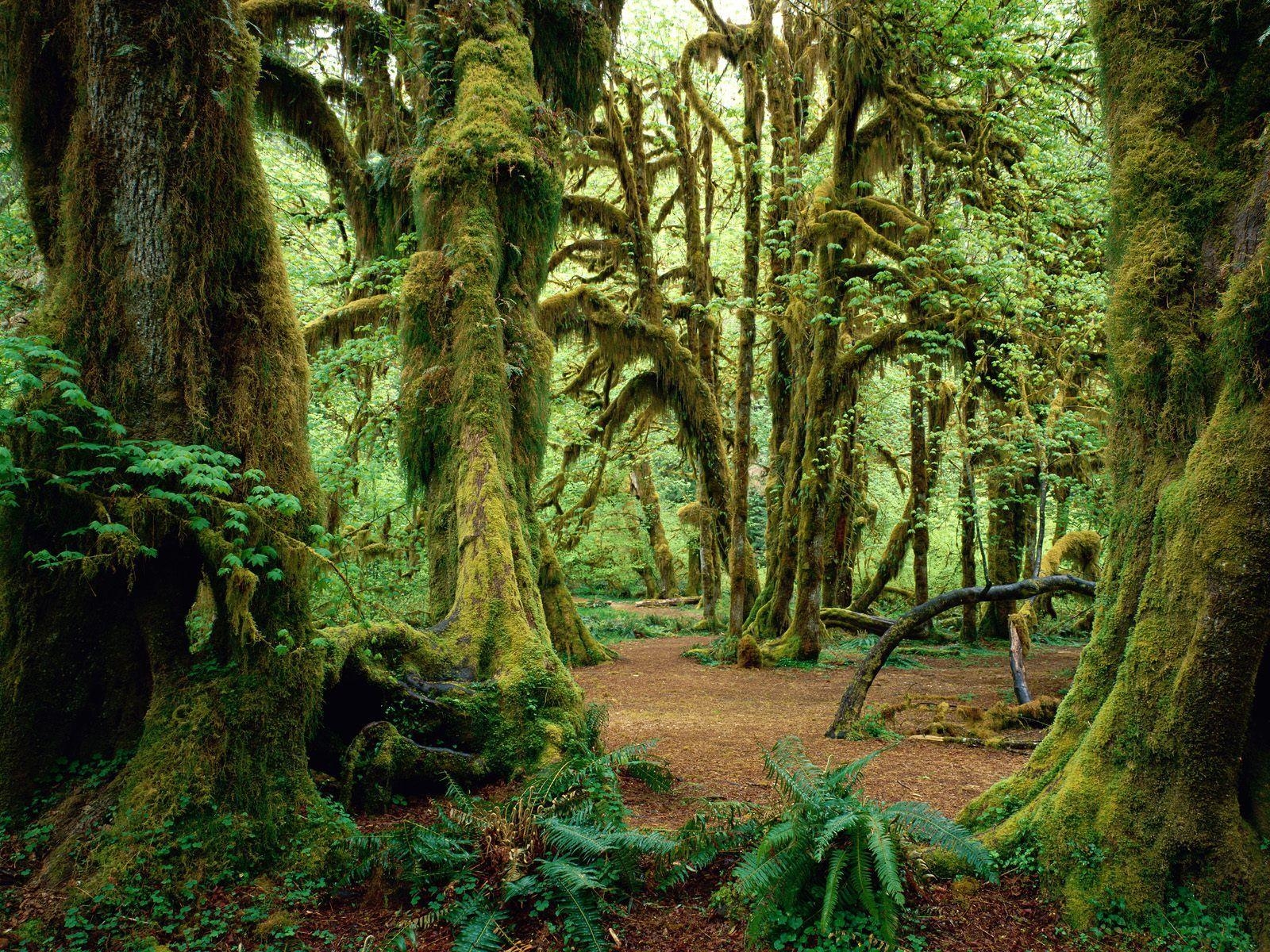 1600x1200 1024x1024px Olympic National Park (959.97 KB).04.2015, Desktop