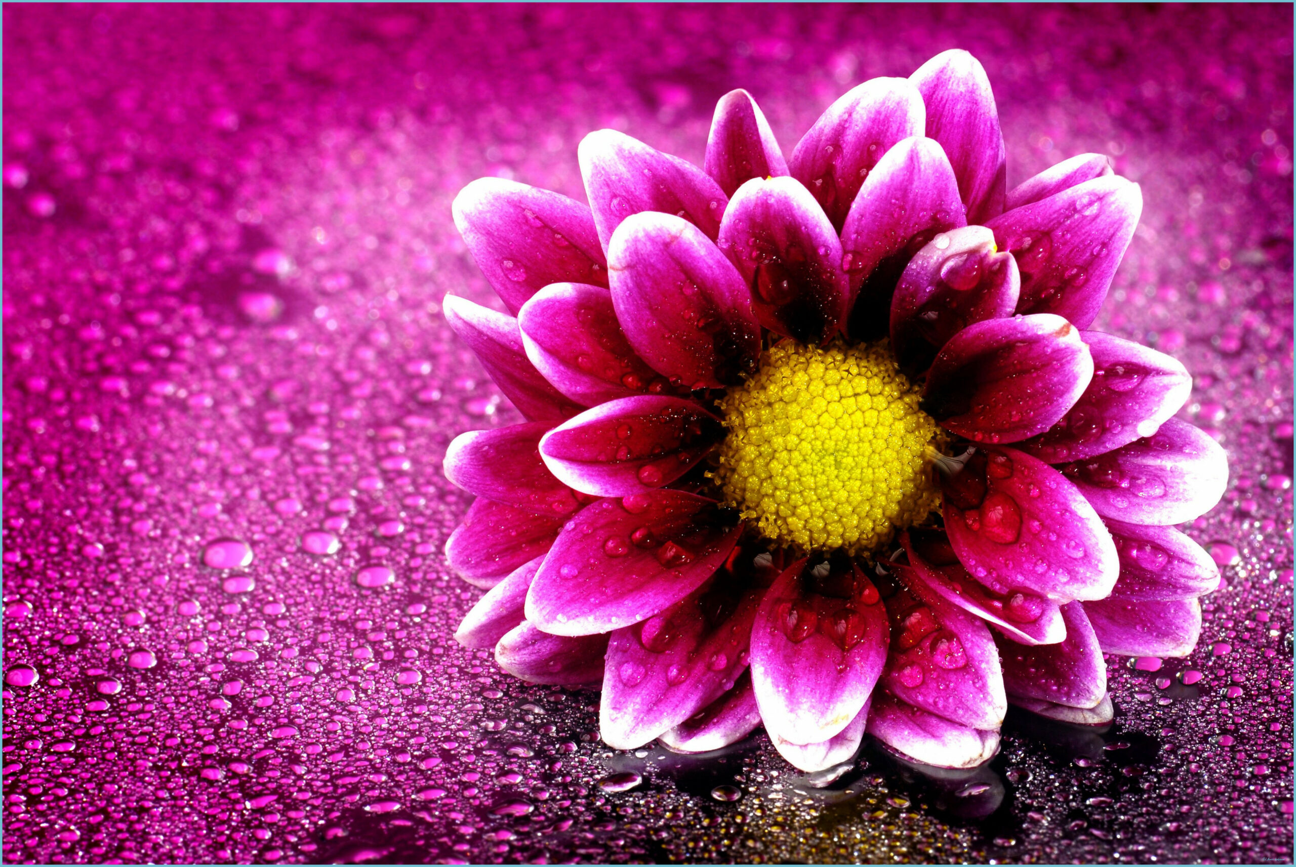 2560x1720 Full Screen 8k Flowers Wallpaper Free Full Screen 8k Flowers Background, Desktop