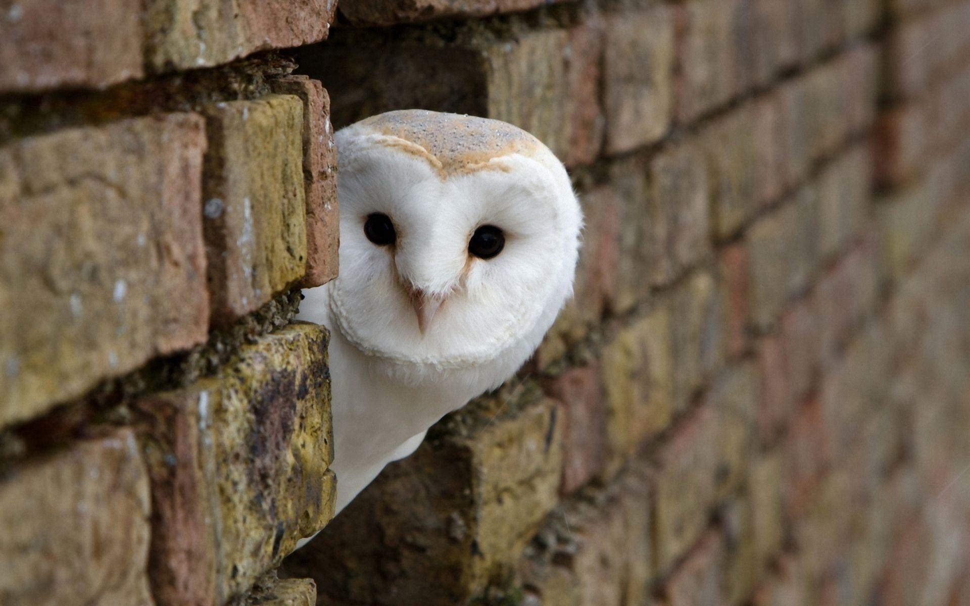 1920x1200 Barn owl HD Wallpaper, Desktop