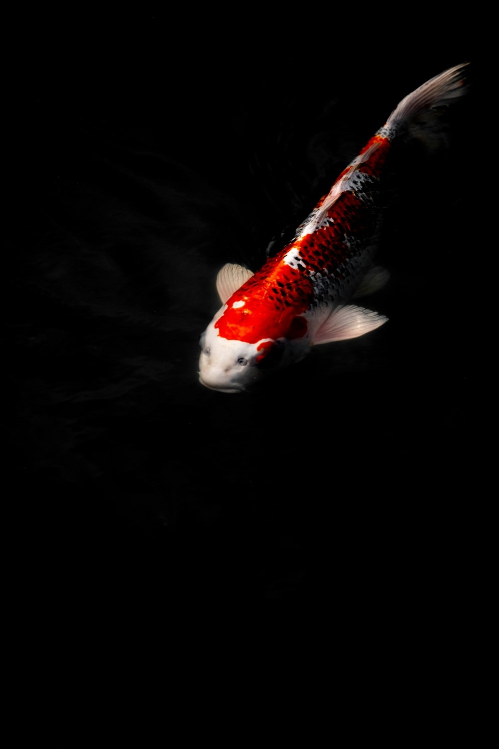 1000x1500 Koi Picture [HD]. Download Free, Phone