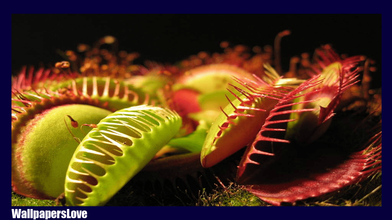 1280x720 Venus flytrap Wallpaper and Background Image, Desktop