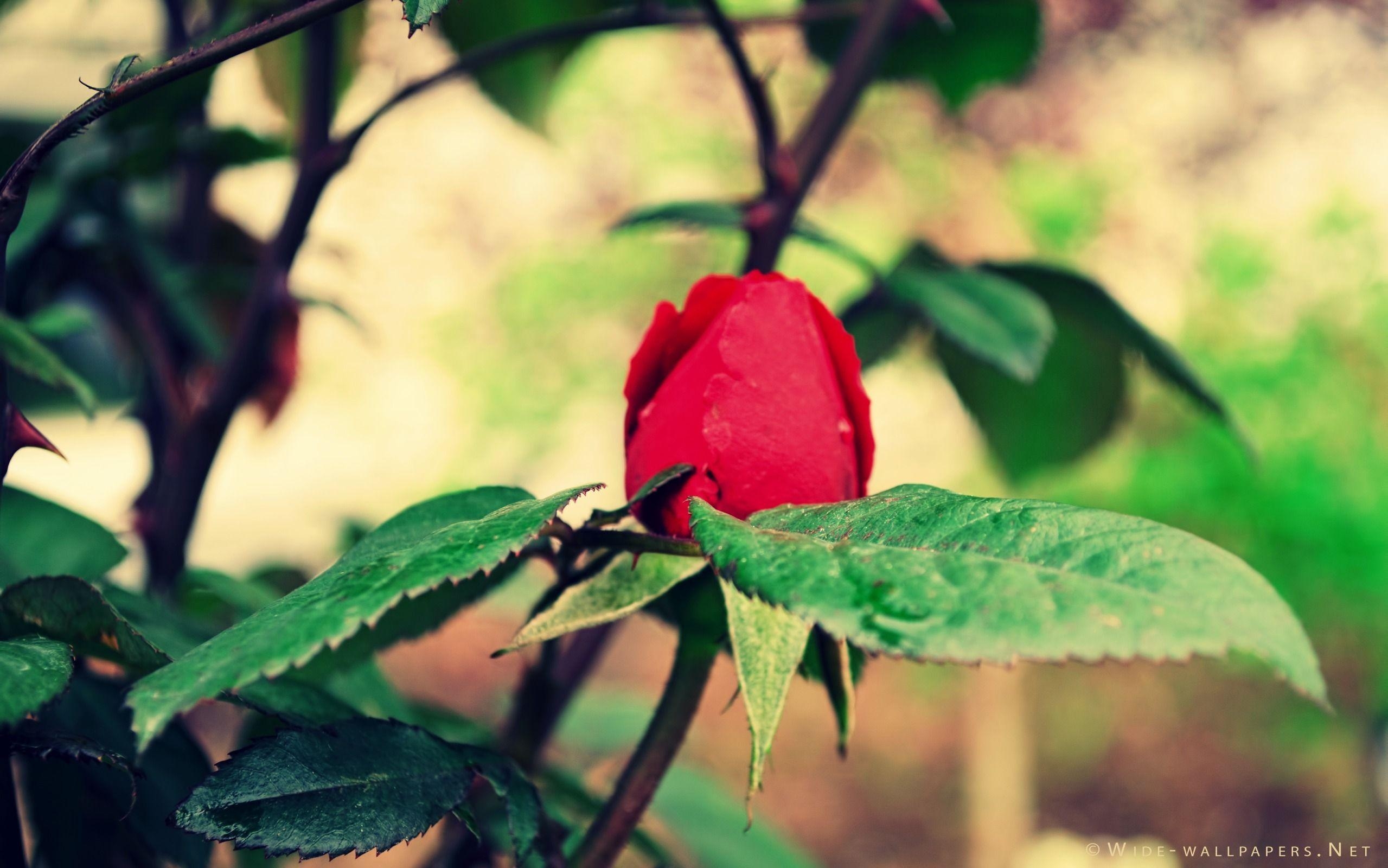 2560x1600 Red Rose Bud Nostalgic widescreen wallpaper. Wide, Desktop