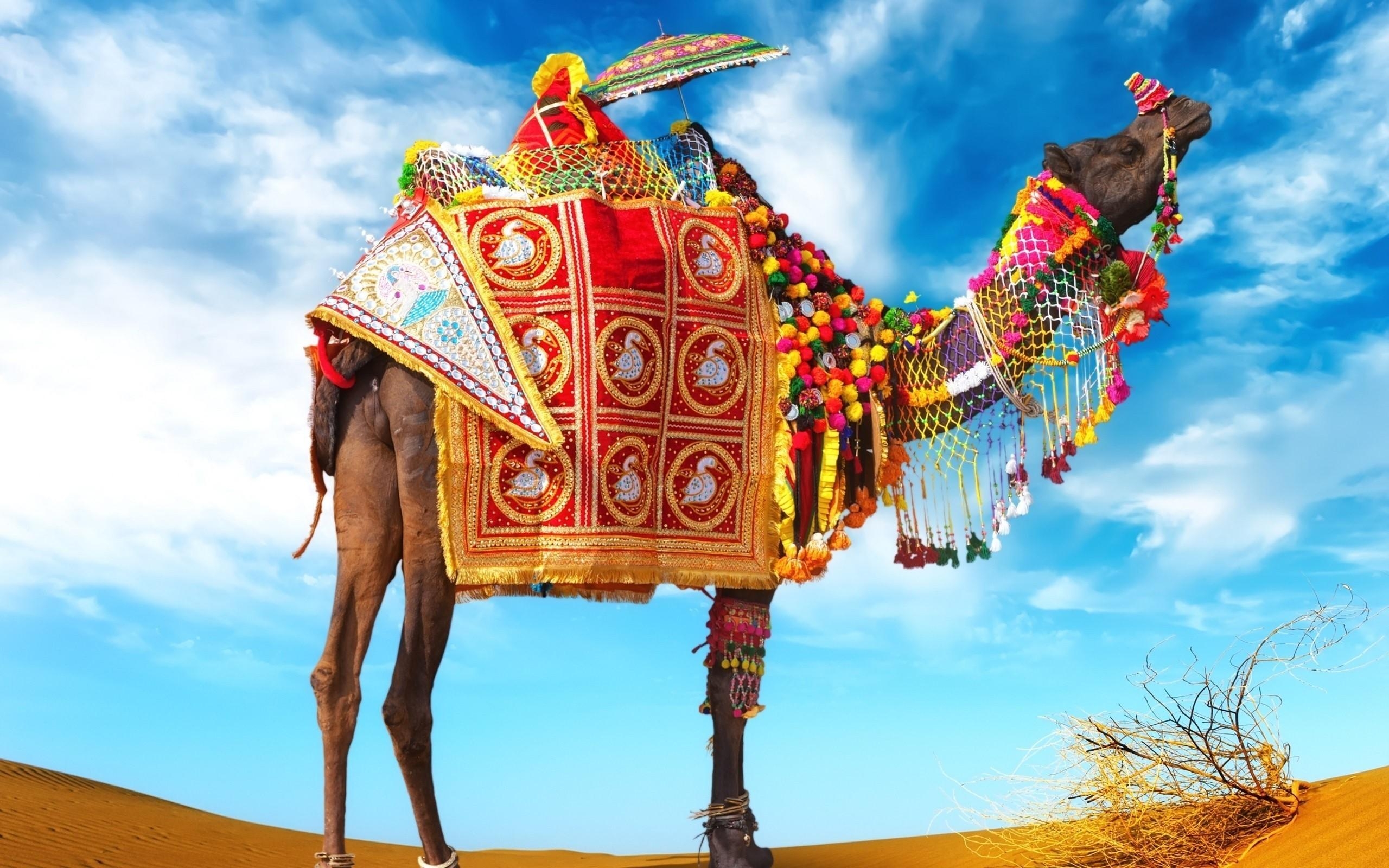 2560x1600 Decorative Camel in Desert HD Photo, Desktop