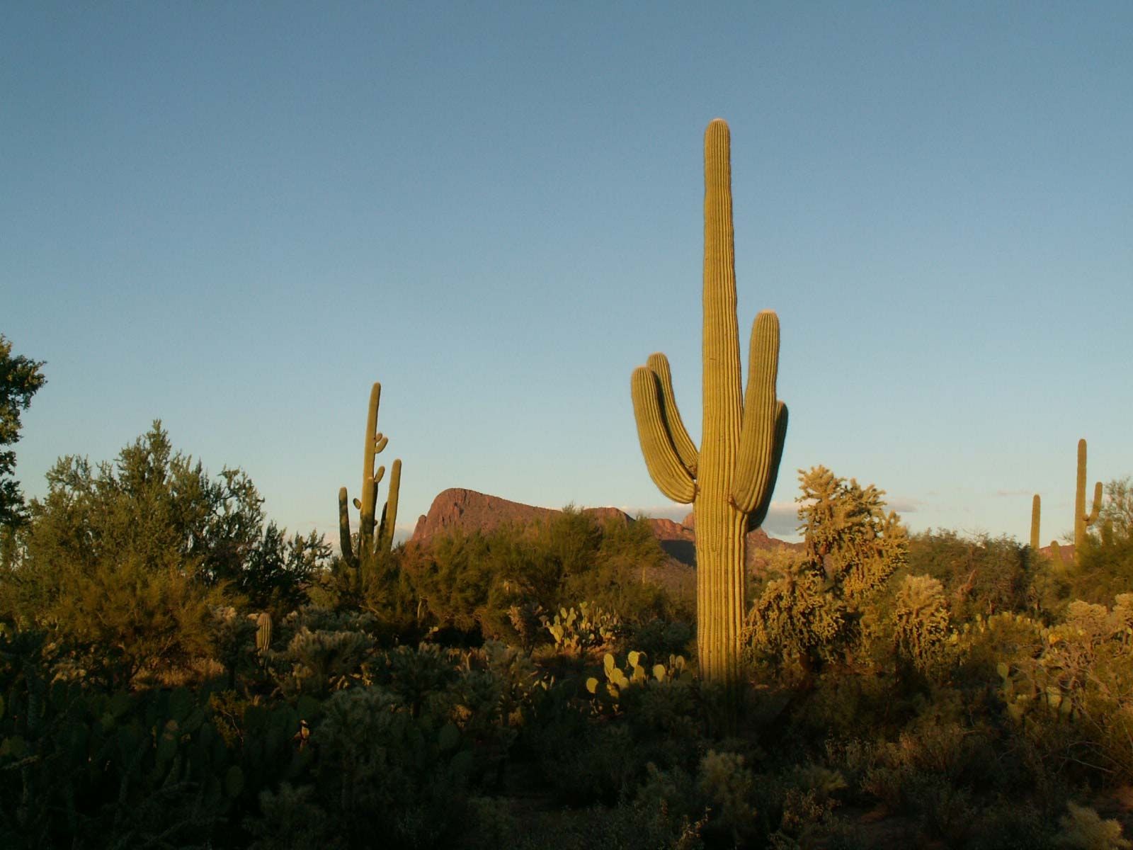 1600x1200 Old Saguaros Inside The Saguaro National Park, Desktop