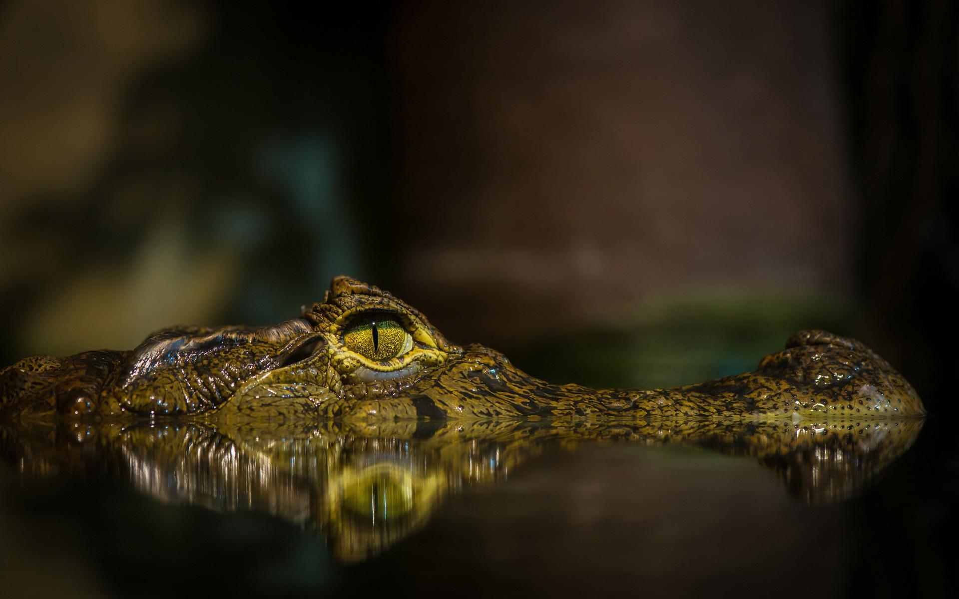 1920x1200 Crocodile HD Wallpaper, Desktop