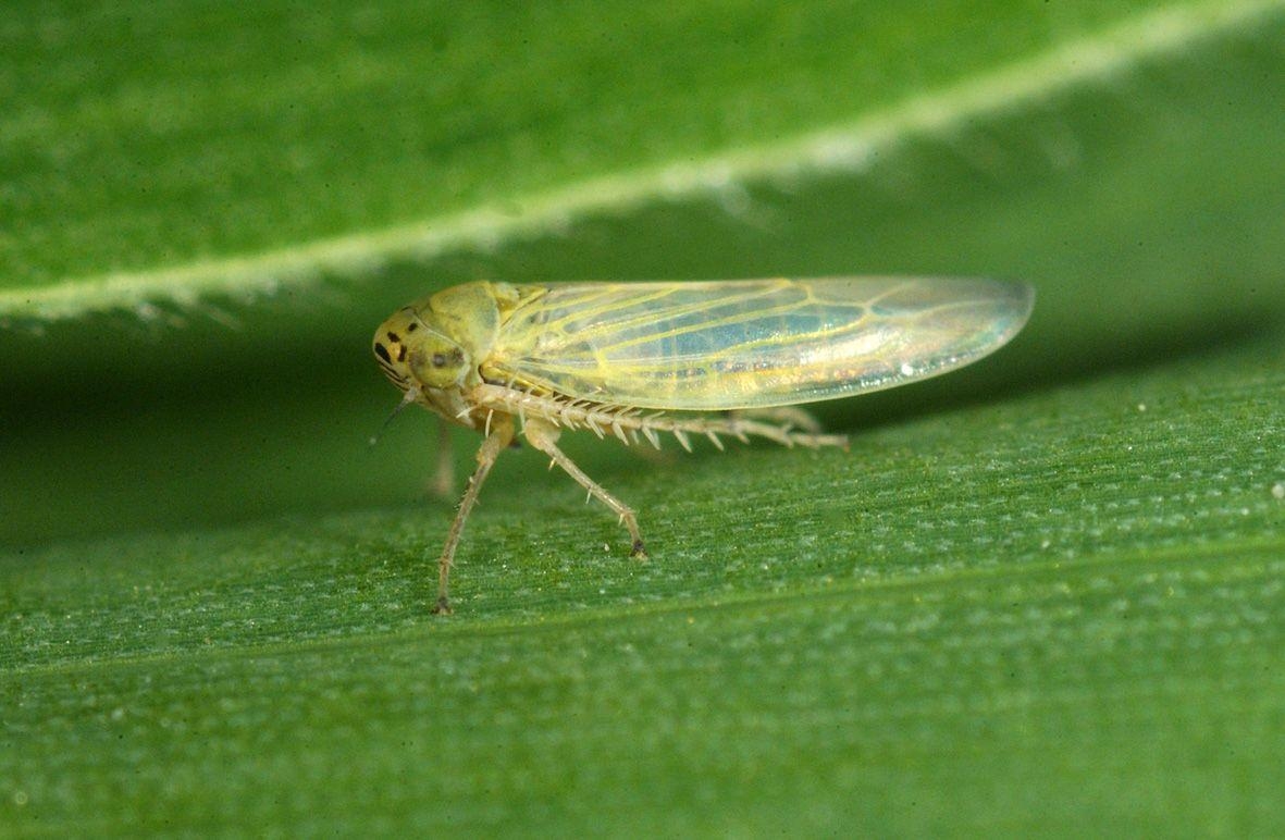 1190x780 Aster Leafhopperis Also Known As The Six Spotted Leafhopper, Desktop