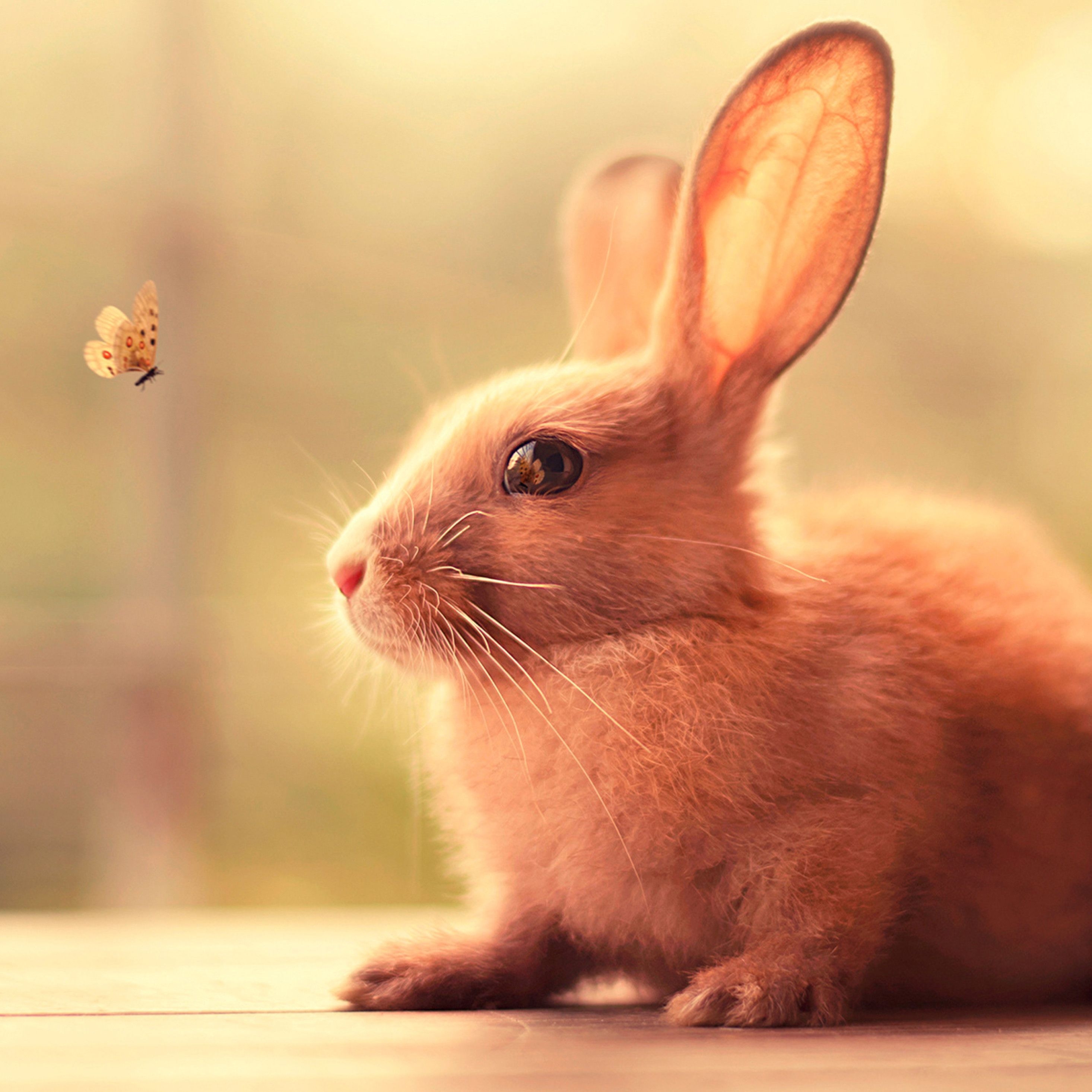 2940x2940 Bunny Cute iPad Pro Retina.hdqwalls.com, Phone