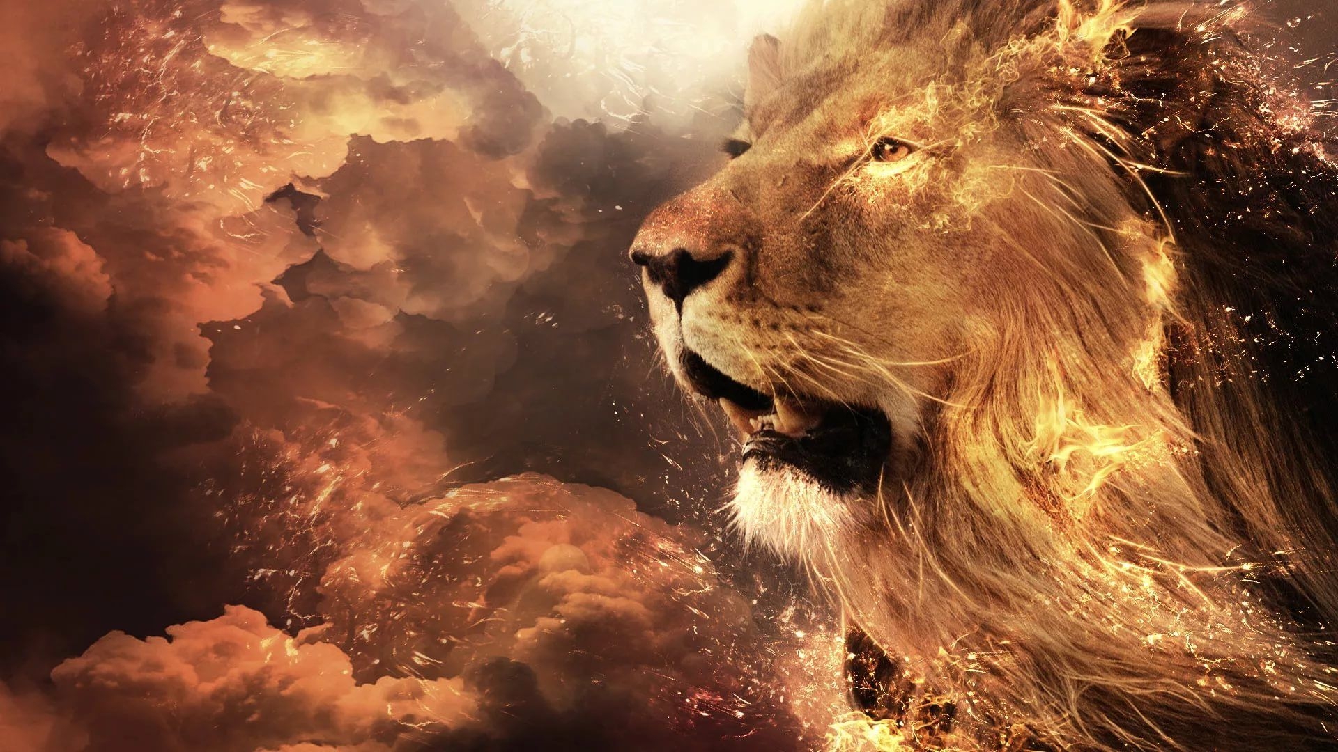 1920x1080 Cool Lion Photo Without Backgroundelfgrowth.info, Desktop