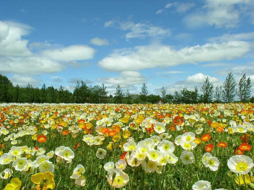 1030x770 Guide for a Greener Spring, Desktop
