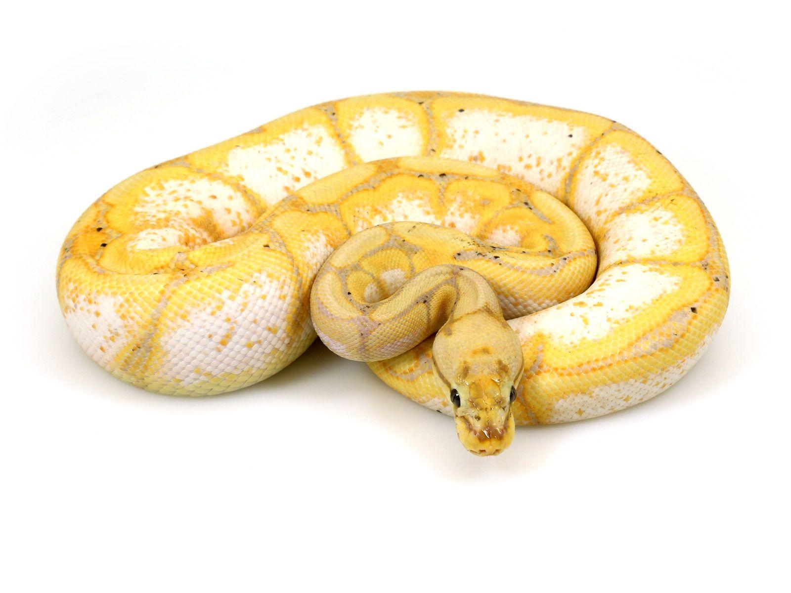 1600x1200 ball python, banana spider. Ball python, Ball python morphs, Desktop