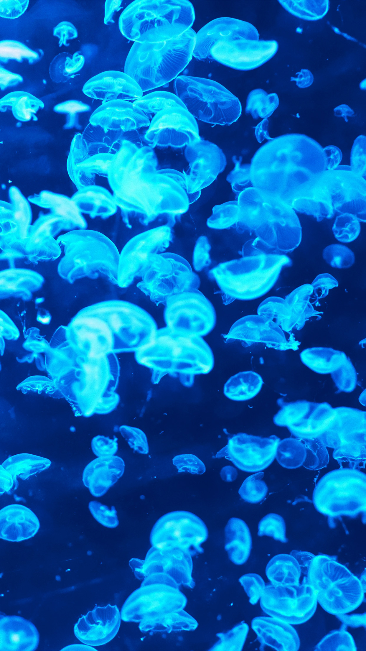1250x2210 iPhone X wallpaper. animal sea ocean blue jellyfish pattern lot, Phone