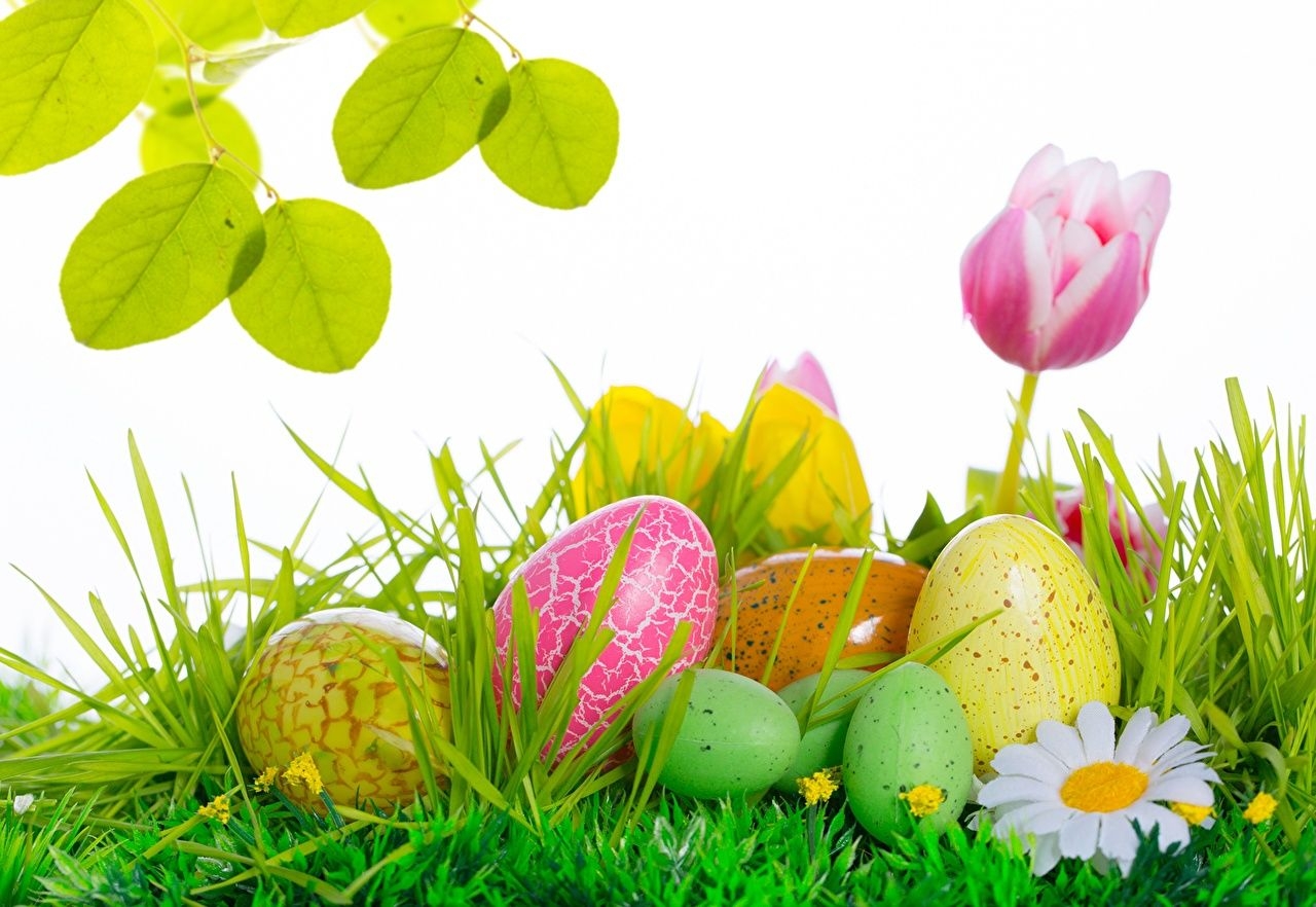 1280x890 Photos Easter egg Grass Holidays, Desktop