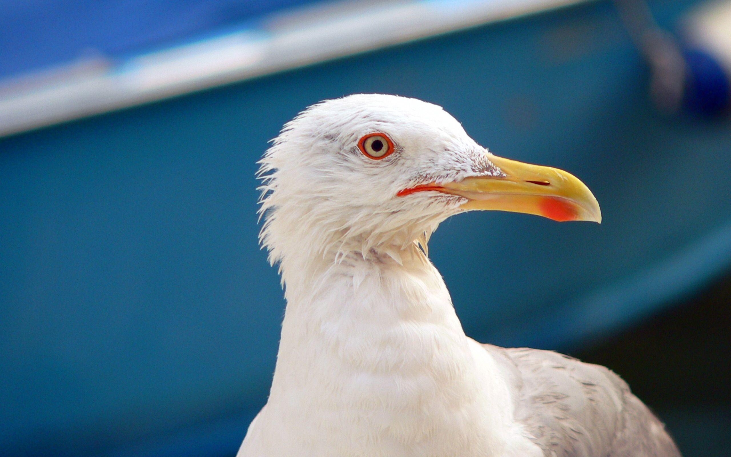 2560x1600 seagull in venice, Desktop